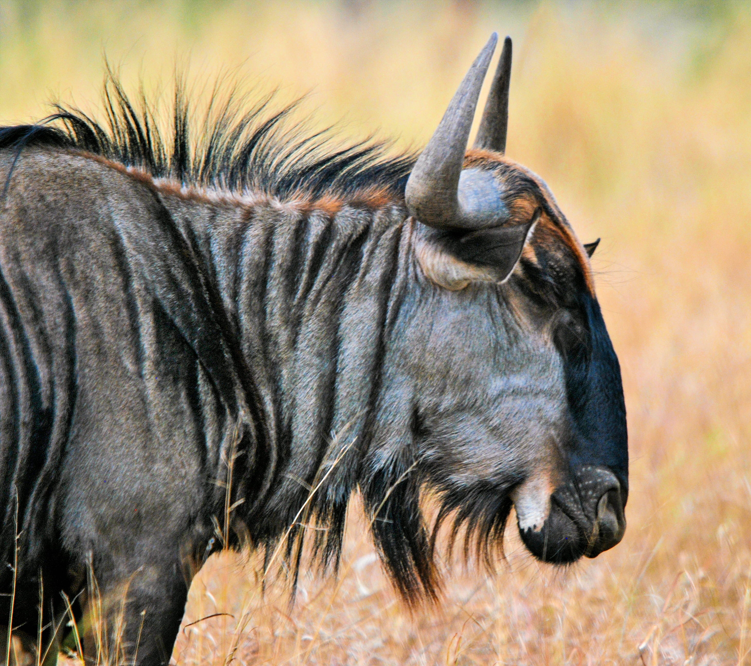 animal wildlife, grassland, semi-arid, wild animal, animal head, wildlife, daylight, savanna, mammal, large, blur, park, no people, outdoors, horns, 2K, HD Wallpaper