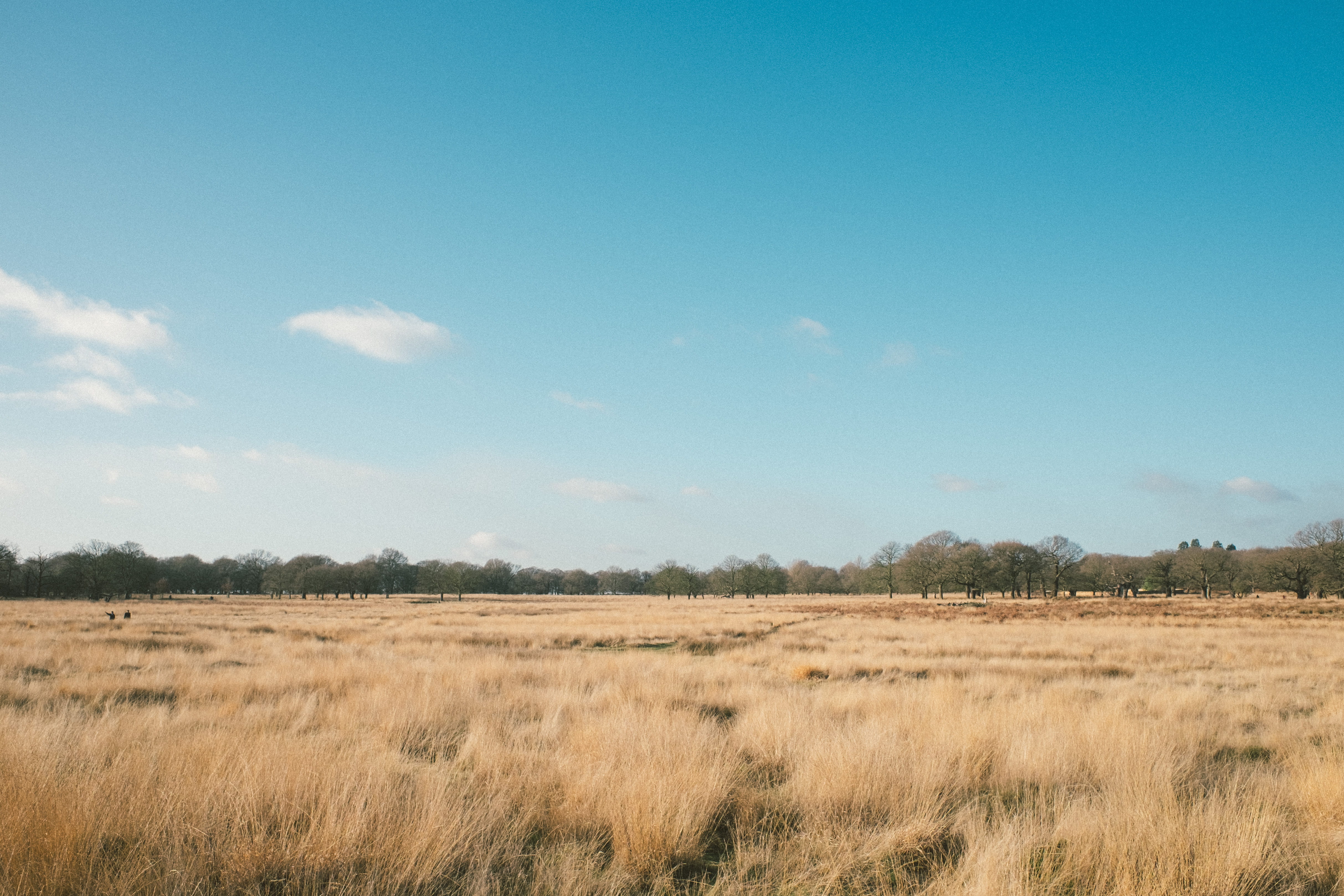 landscape, day, land, non-urban scene, rural scene, outdoors, prairie, tranquility, tranquil scene, grass, no people, park, sky, richmond, united kingdom, HD Wallpaper