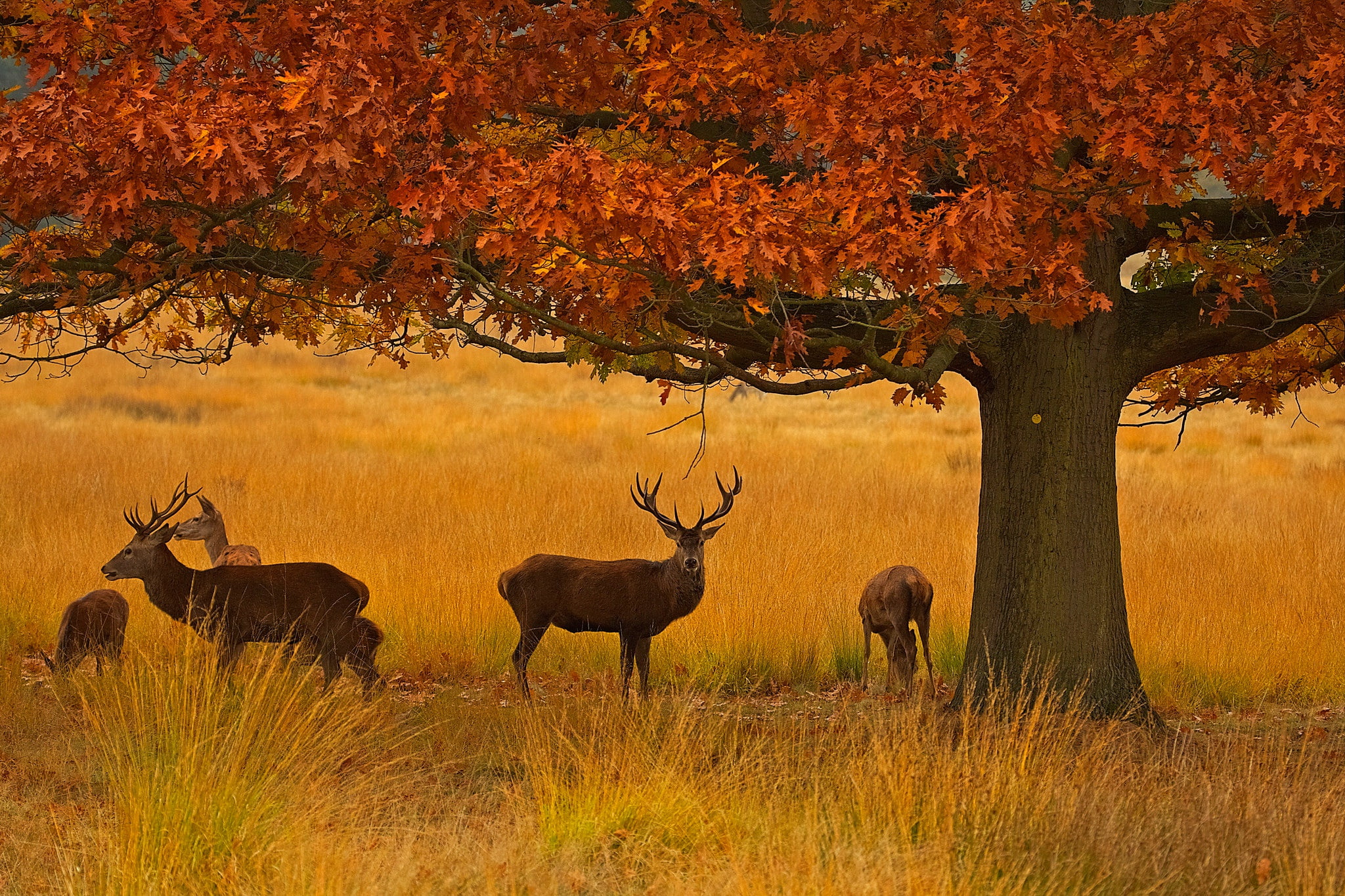 London, deer, 1080P, Richmond Park, autumn, England, HD Wallpaper