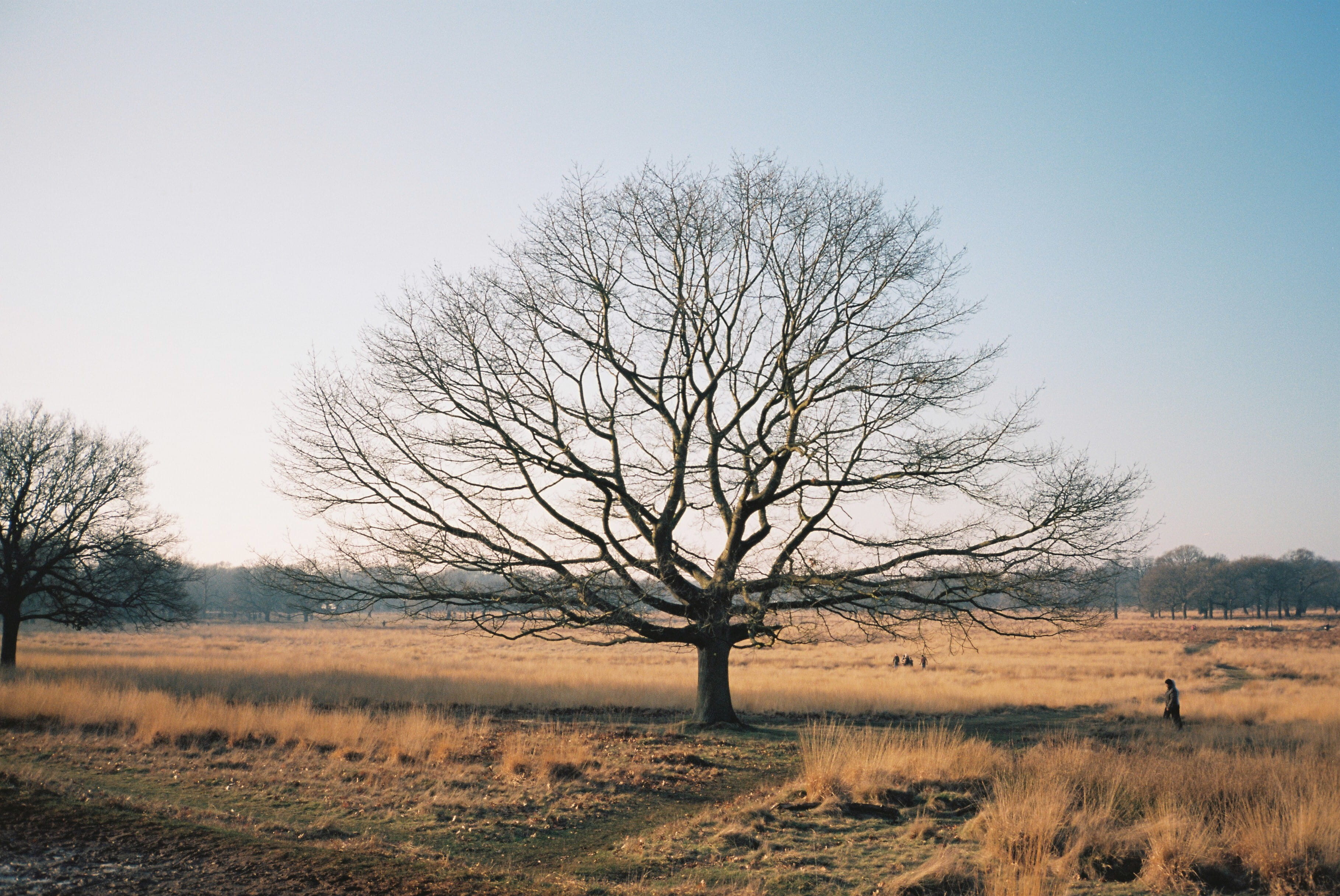 non-urban scene, kodak, outdoors, contax, land, no people, sky, winter, plant, bare tree, grass, field, branch, isolated, richmond, clear sky, dead plant, HD Wallpaper