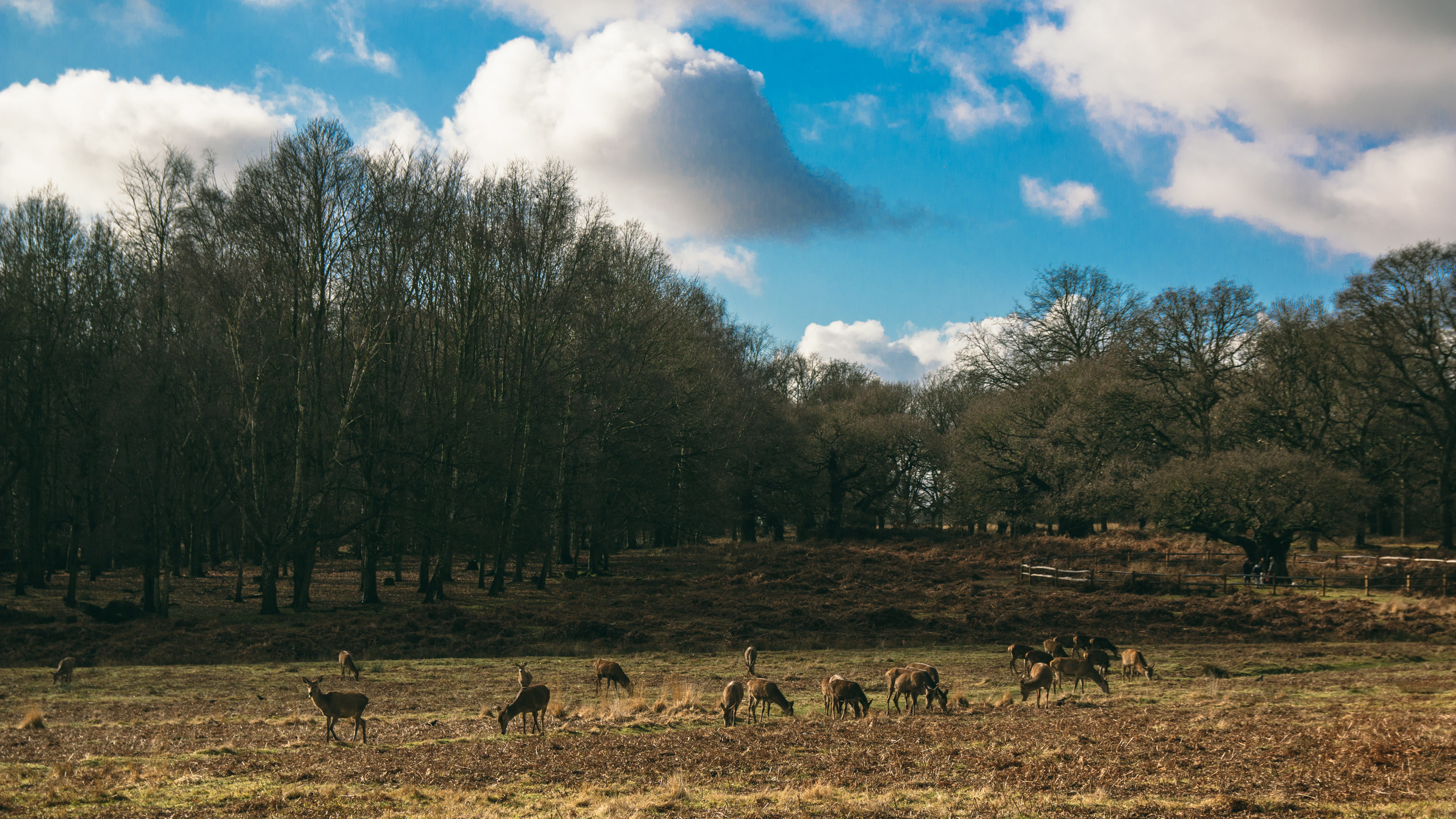 livestock, 5K, tree, animals in the wild, outdoors, animal wildlife, deer, nature, plant, environment, land, mammal, richmond park, animal, sky, vertebrate, HD Wallpaper