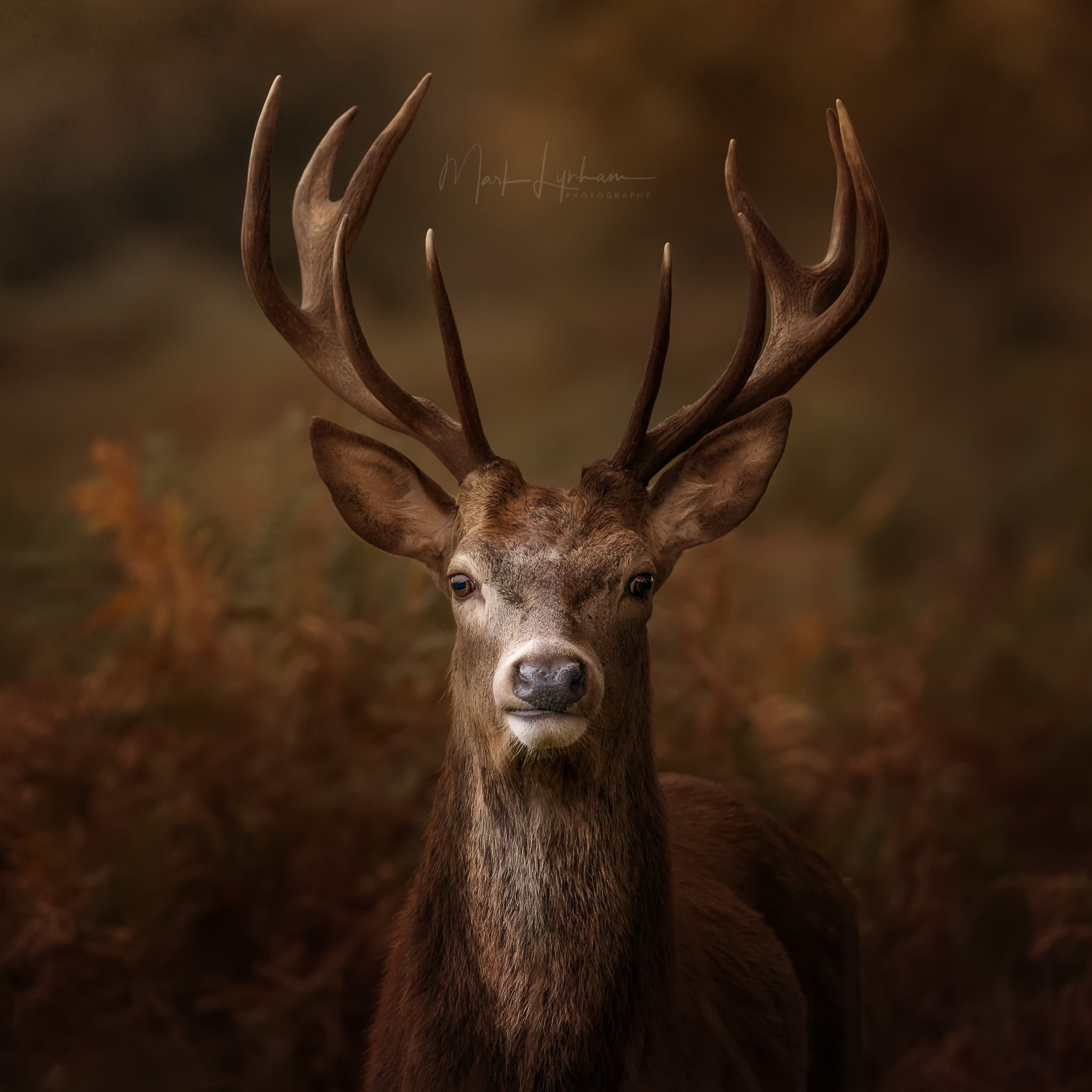 UK, nature, 1080P, deer, stags, Richmond Park, Phone HD Wallpaper