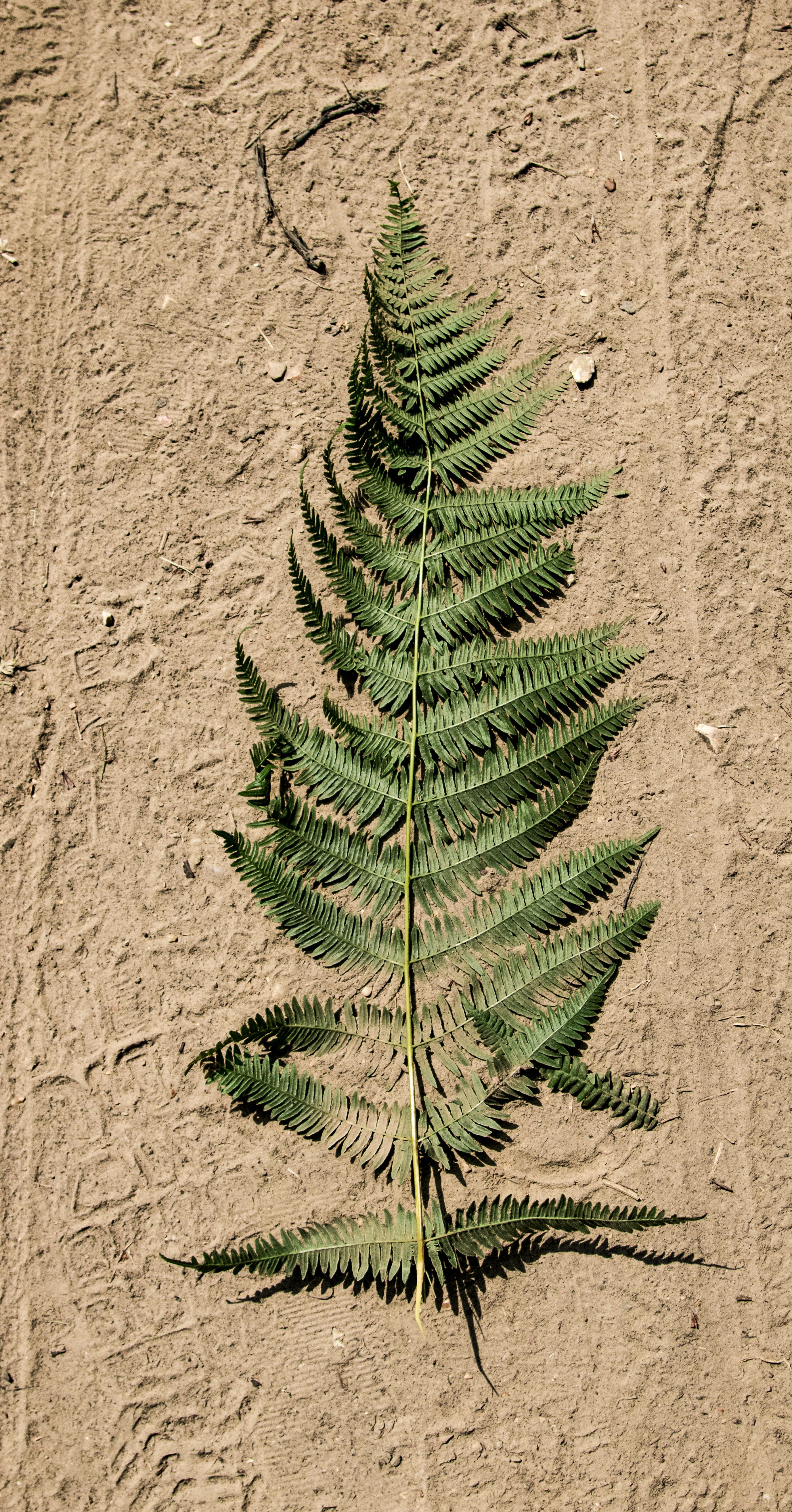 growth, dirt, fern, flora, high angle view, richmond, no people, united kingdom, spiky, brown, ground, climate, day, desert, coniferous tree, green, richmond park, Phone HD Wallpaper