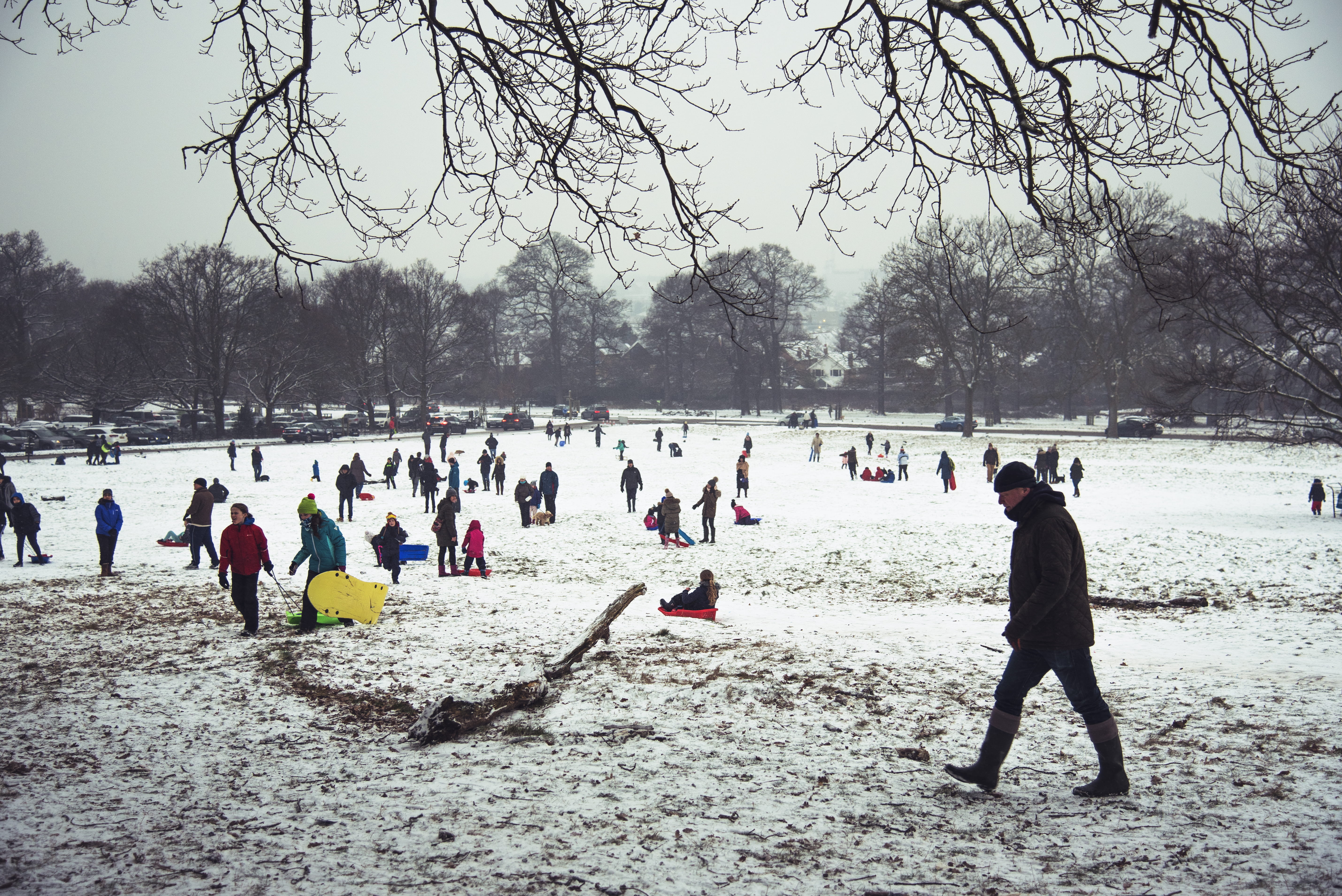 group of people, nature, children, cold temperature, beauty in nature, snowy, day, plant, large group of people, richmond park, fun, winter, crowd, men, HD Wallpaper