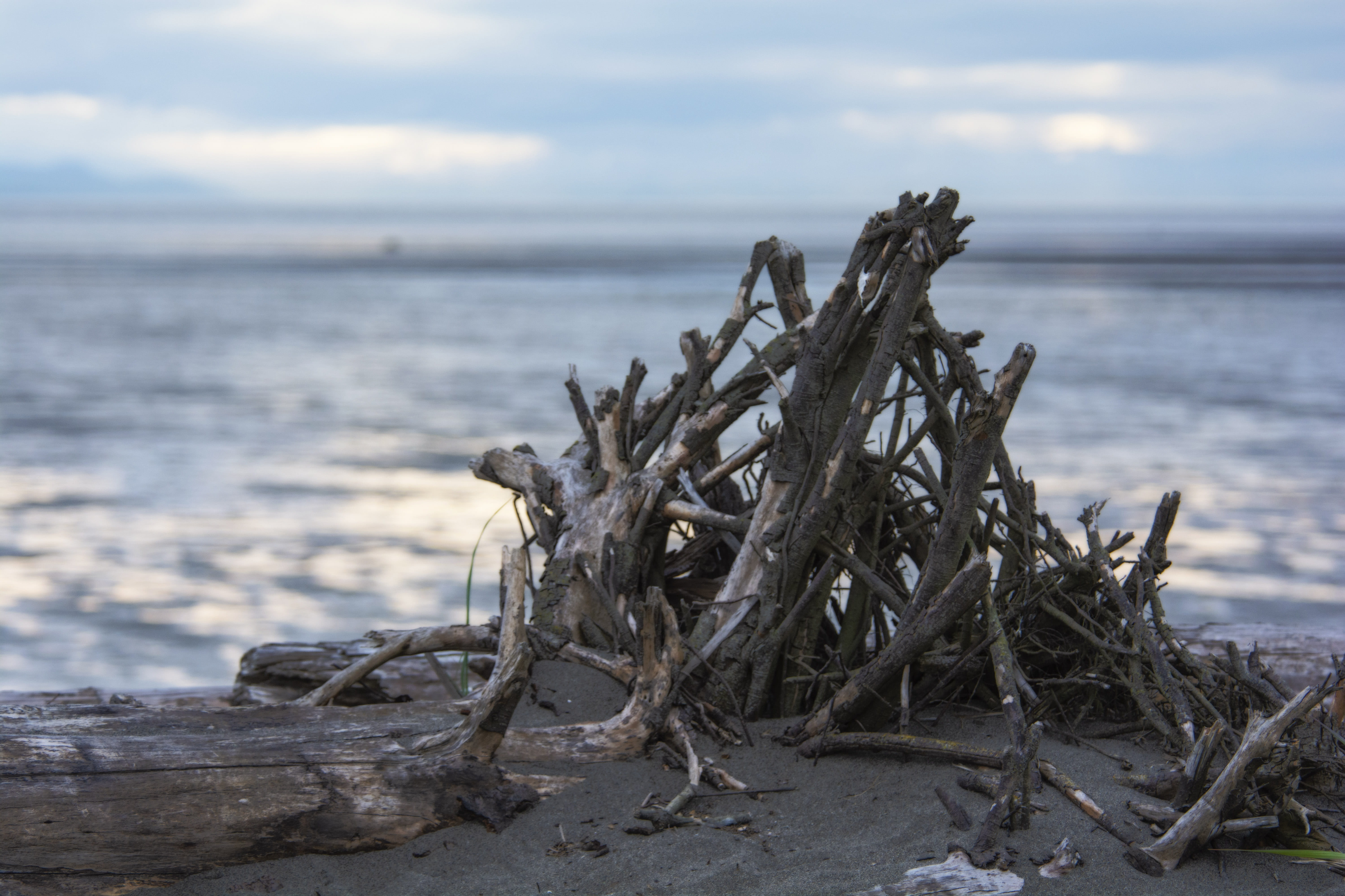 wood - material, outdoors, pnw, dead plant, focus on foreground, land, 5K, serene, wood, scenics - nature, nature, landscape, driftwood, seascape, peaceful, HD Wallpaper