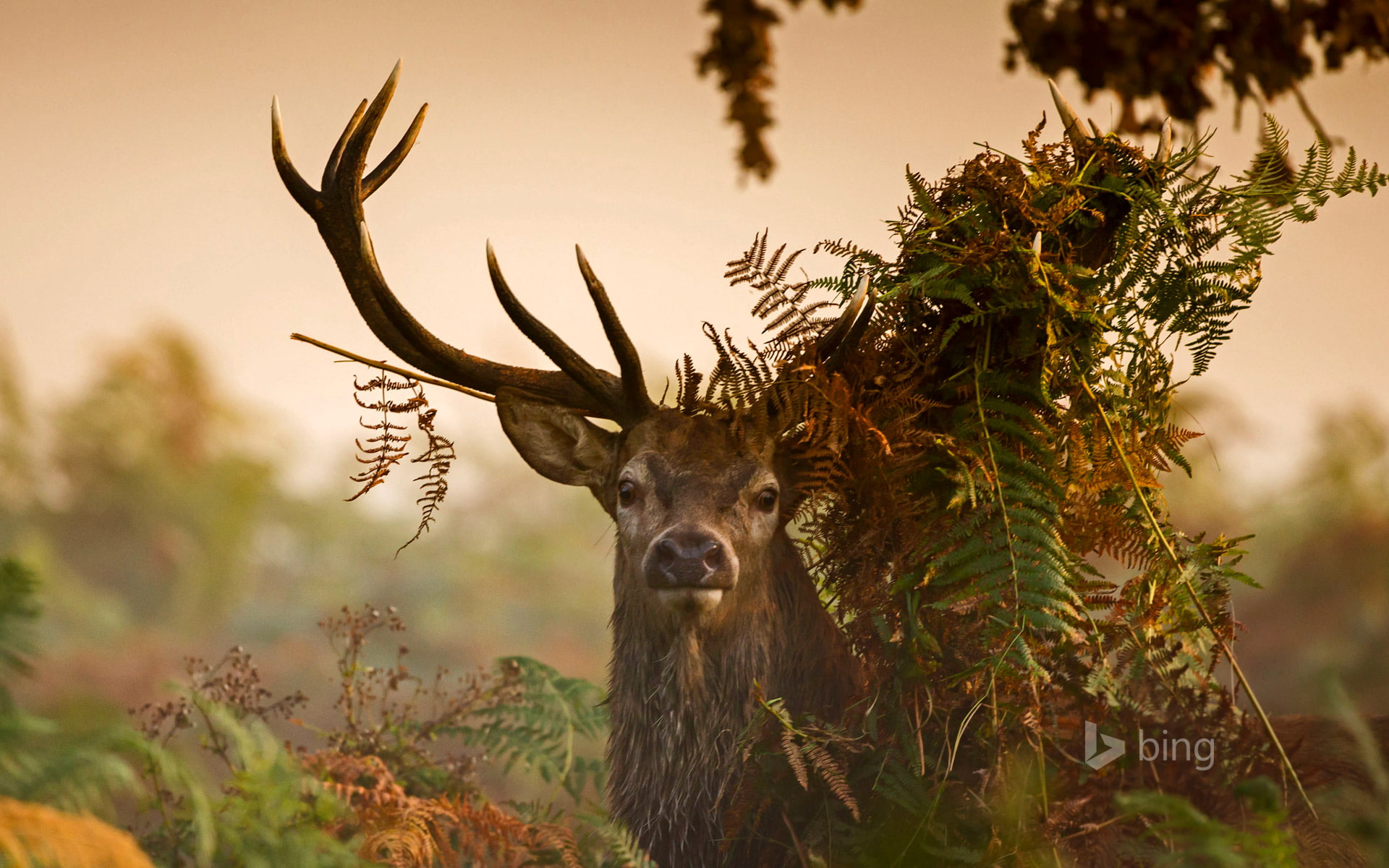 horns, England, thickets, deer, London, 1080P, Richmond Park, leaves, grass, HD Wallpaper