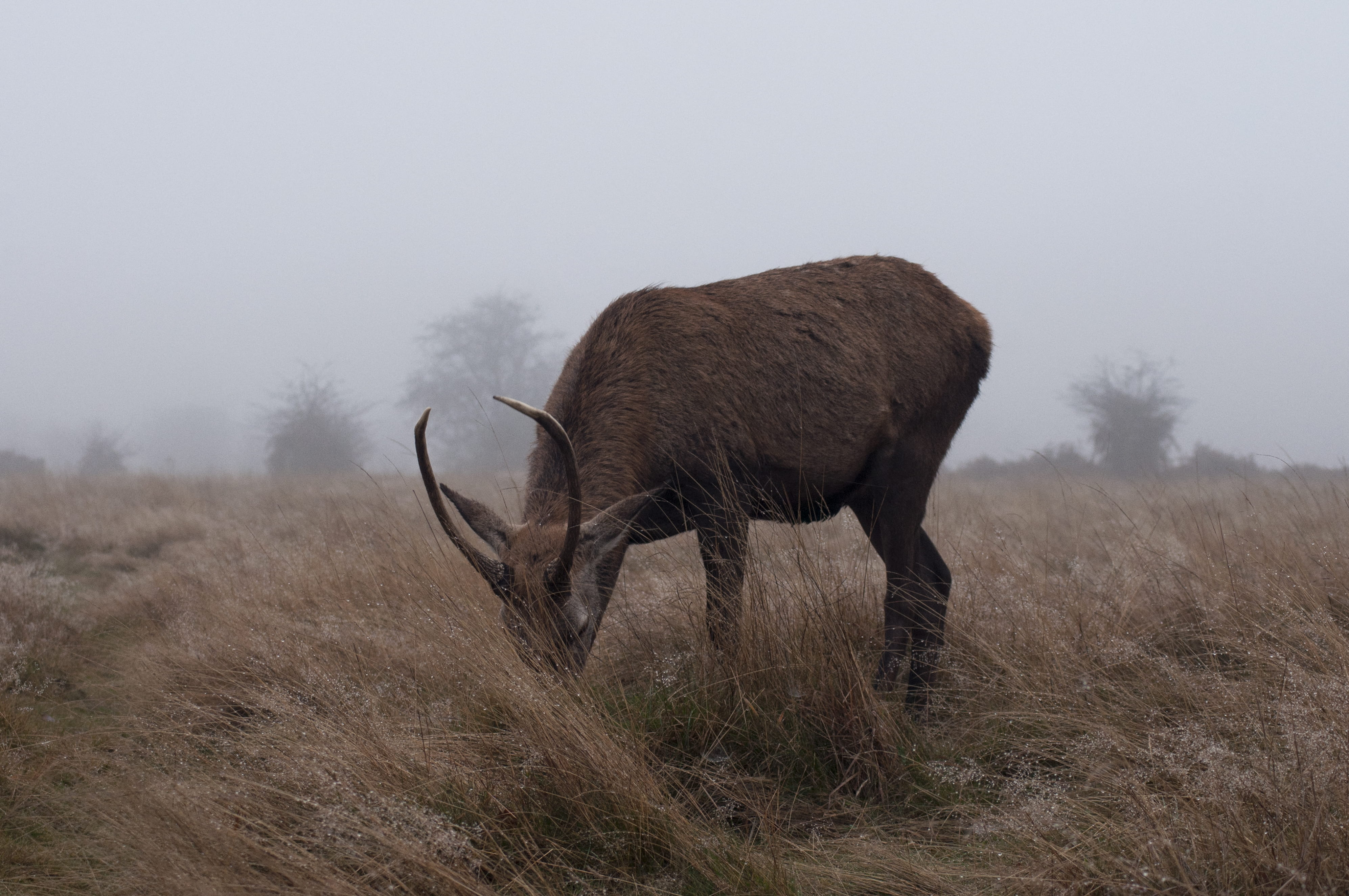 livestock, sky, herbivorous, eating, 4K, red deer, wildlife, deer, outdoors, field, antlers, foggy, misty, forest, horned, feeding, plant, animals in the wild, HD Wallpaper
