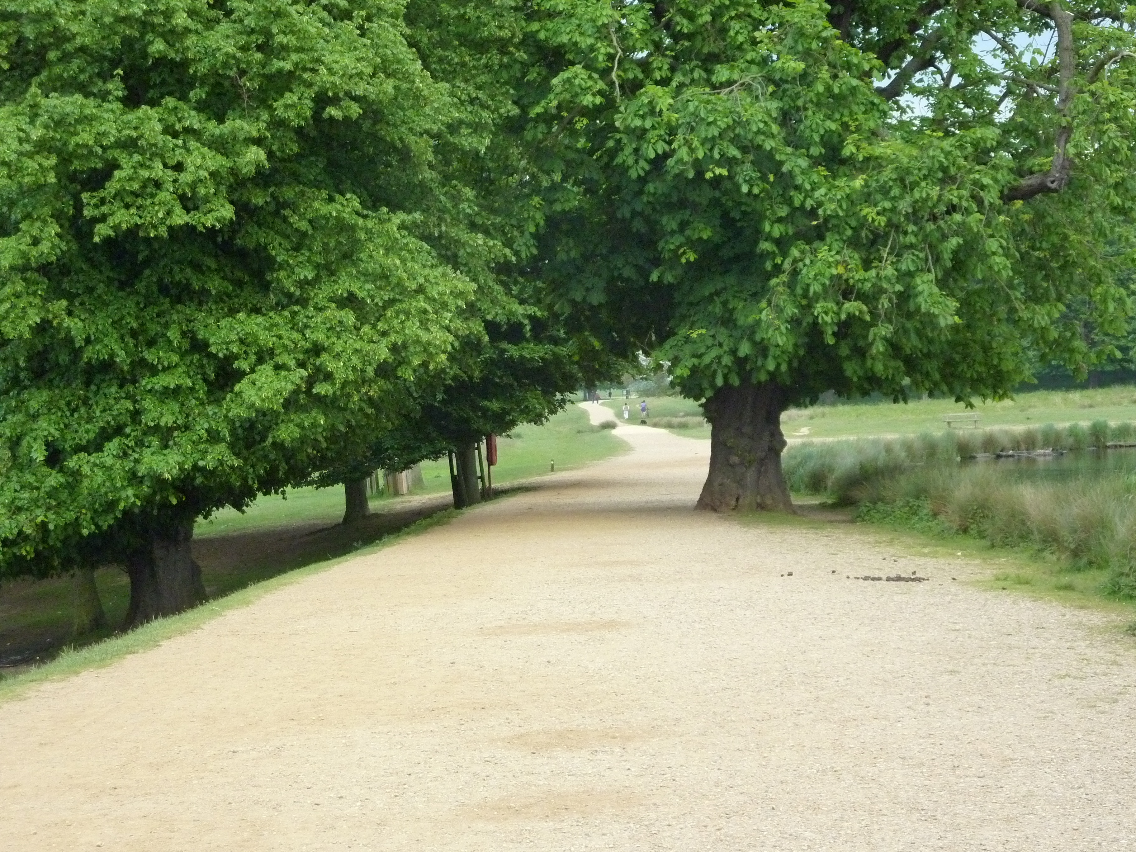 richmond park, day, green Color, the way forward, tree, park, growth, 2K, plant, scenics - nature, outdoors, road, trees, landscape, nature, grass, diminishing perspective, HD Wallpaper