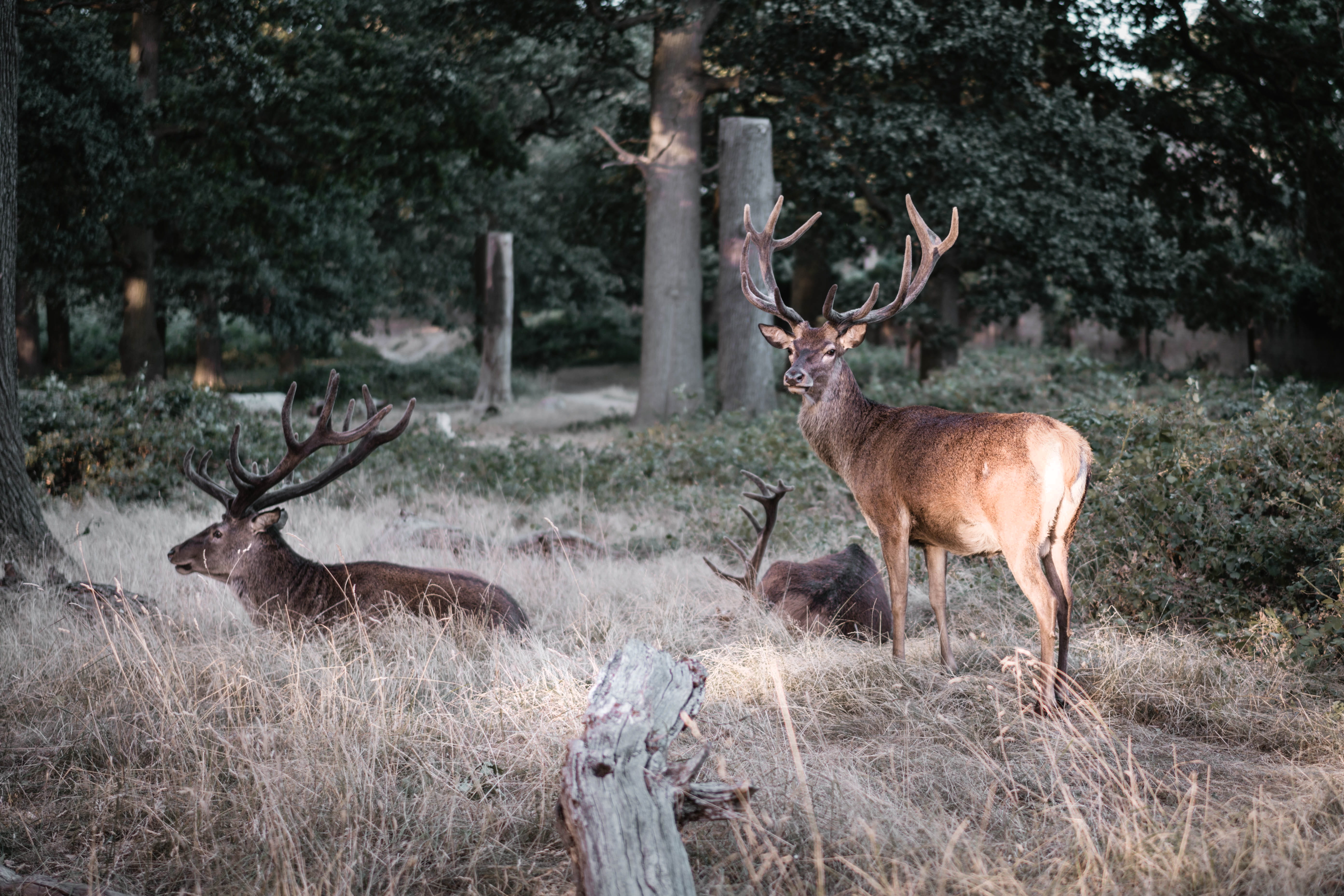 deers, golden hour, wildlife, elk, richmond park, shadow, 5K, red Deer - Animal, forest, wilderness Area, sunlight, outdoors, stag, horned, mammal, animals In The Wild, HD Wallpaper