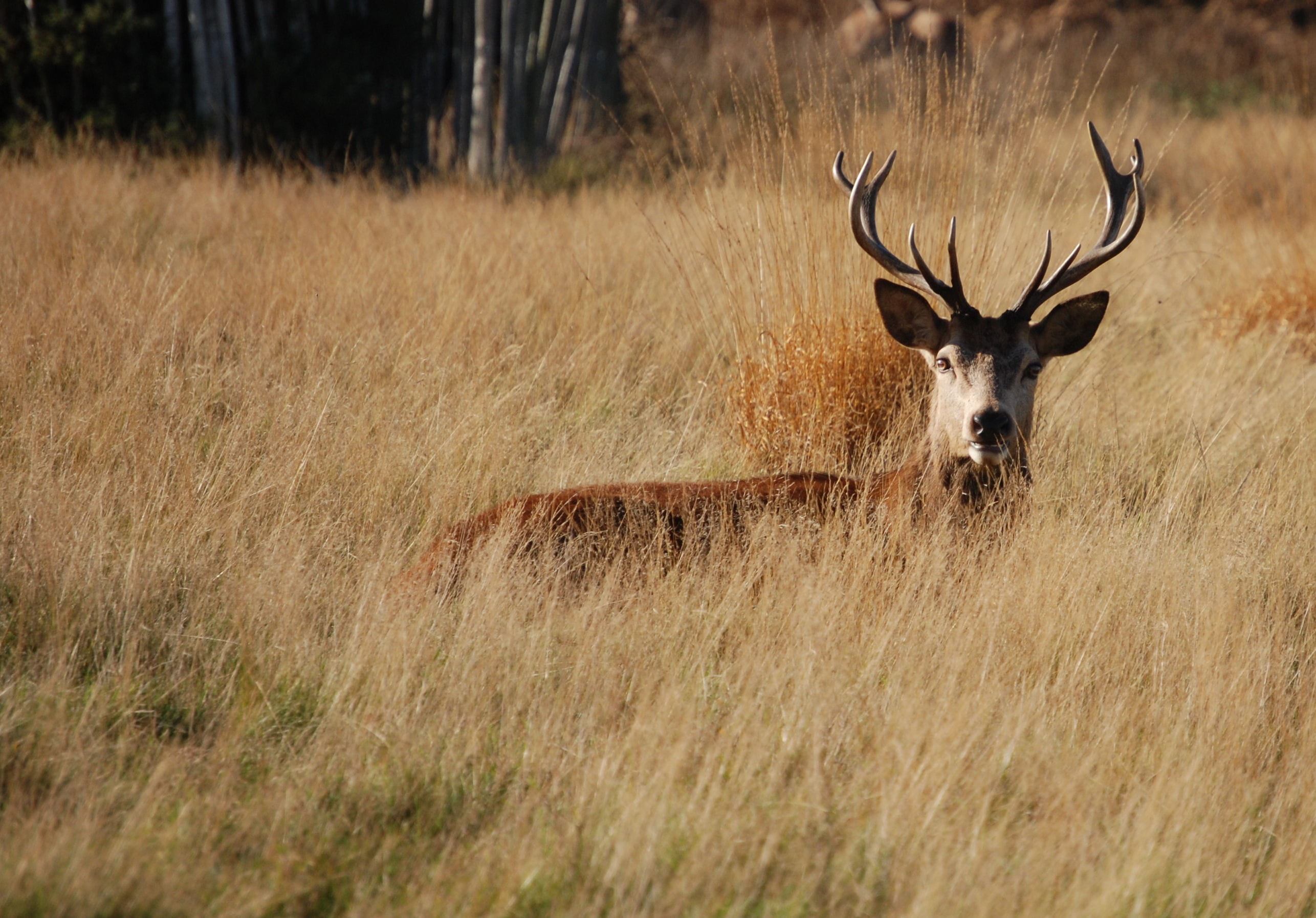 grass, deer, herbivorous, vertebrate, animal, antlers, selective focus, no people, antler, stag, red deer, brown, land, mammal, portrait, animal themes, HD Wallpaper
