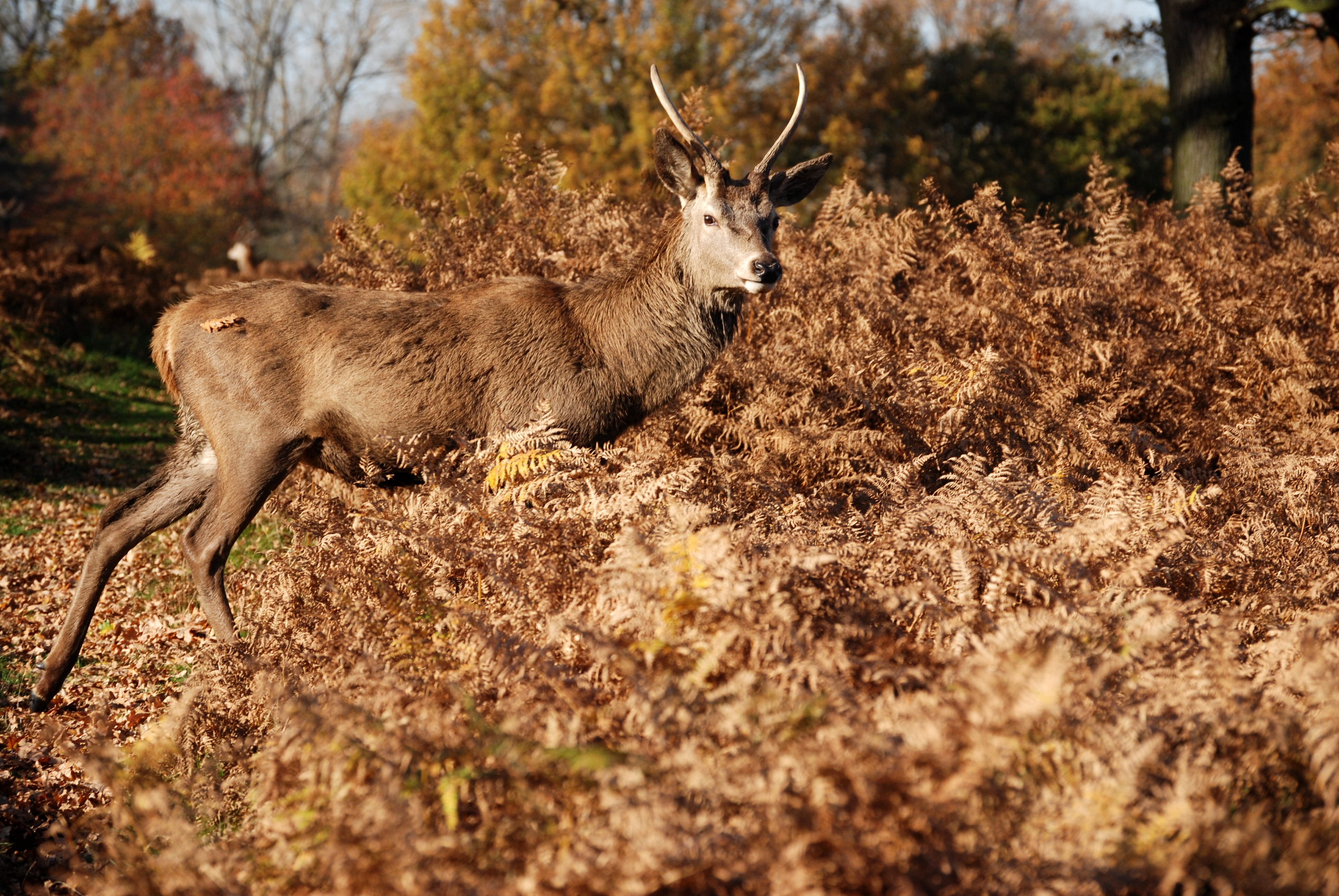 herbivorous, one animal, plant, wildlife, animal wildlife, vertebrate, antlers, land, fawn, deer, cervus elaphus, nature, animals in the wild, day, outdoors, HD Wallpaper