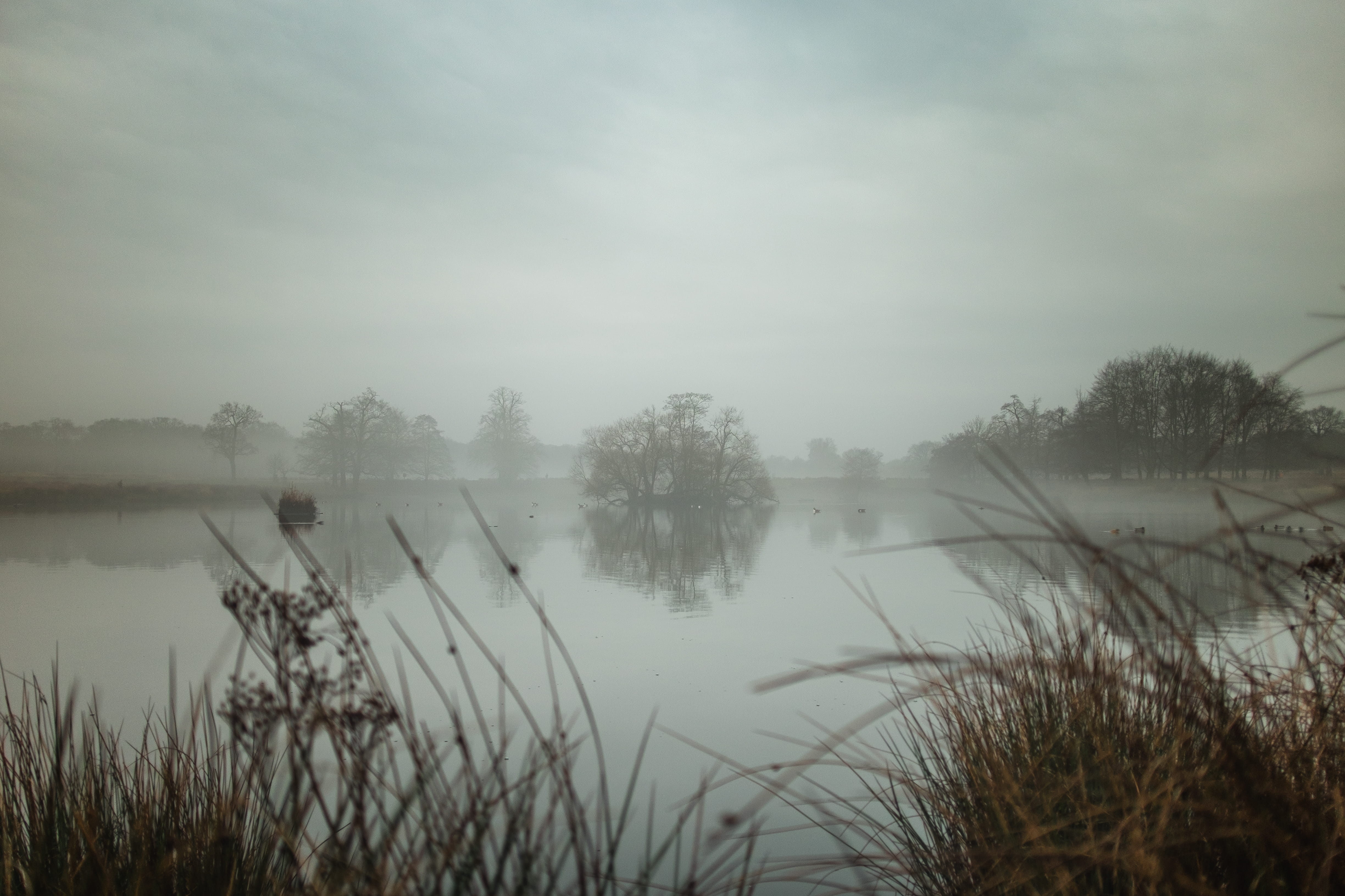reflection, plant, non-urban scene, winter, eerie, mysterious, mist, landscape, outdoors, moody, richmond park, 4K, tranquil scene, england, beauty in nature, HD Wallpaper