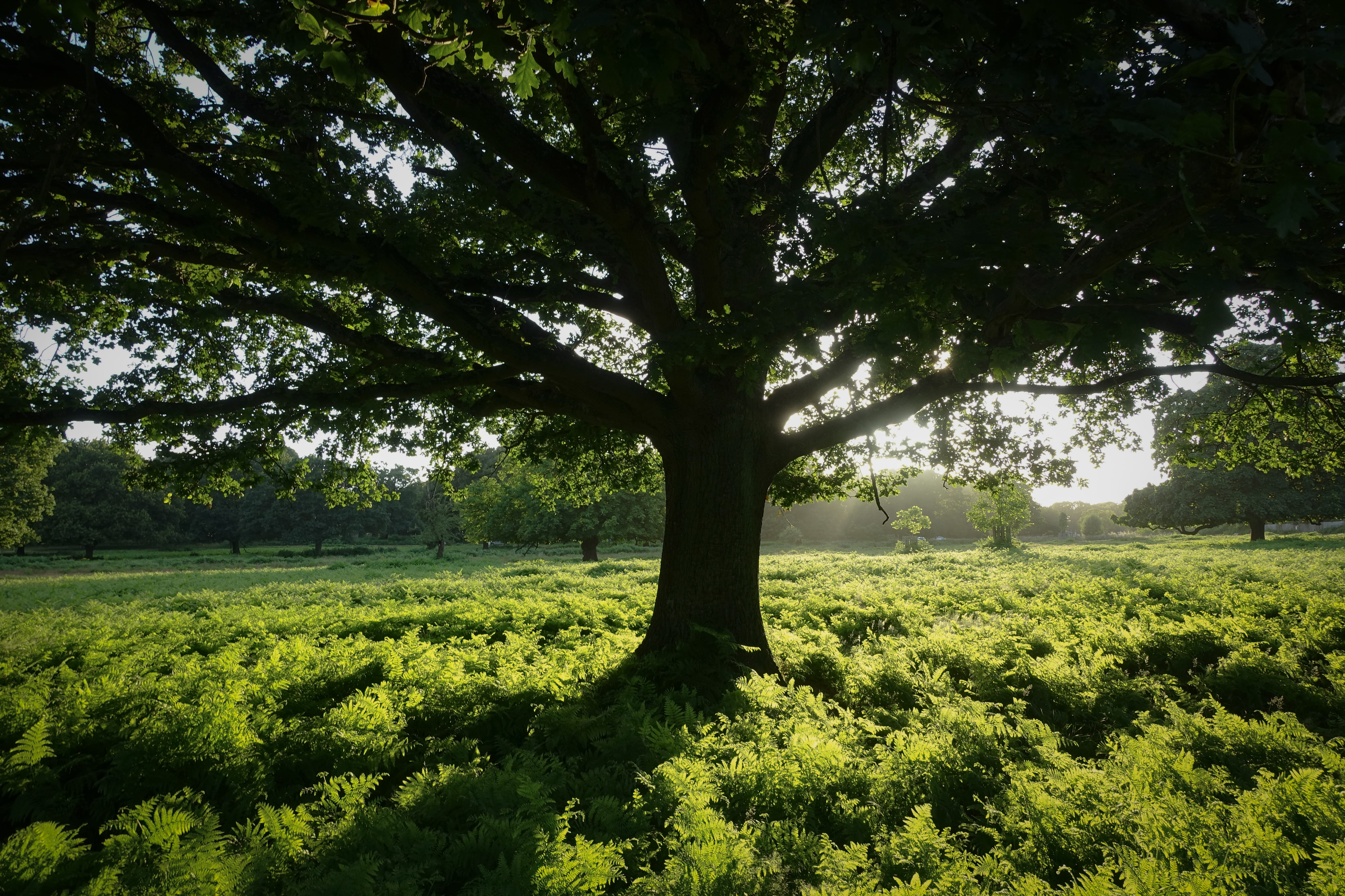 richmond park, tranquility, no people, forest, beauty in nature, sunlight, 5K, richmond, plant, park, field, green, tree trunk, trunk, sunrise, grass, HD Wallpaper