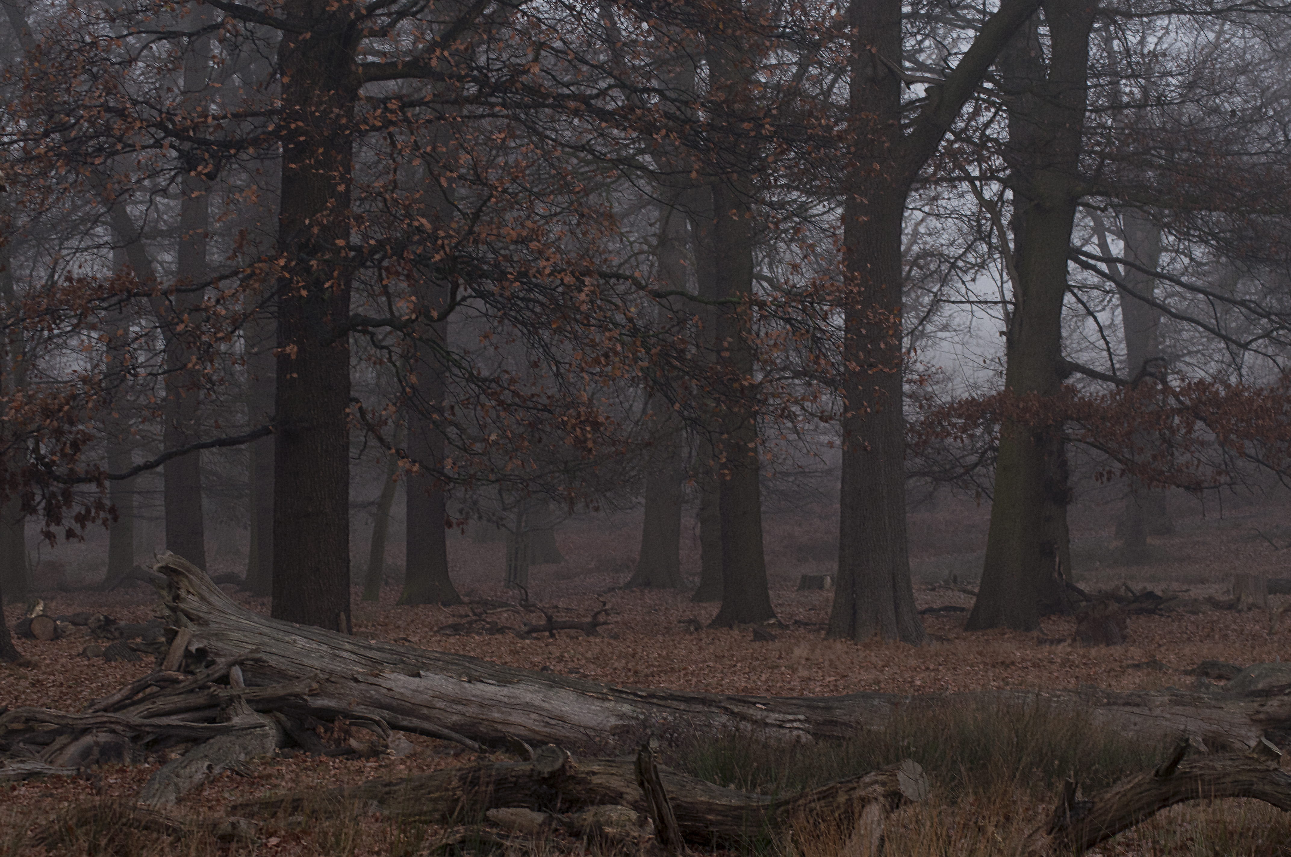 growth, forest, change, leaf, nature, uk, scenics - nature, park, tree trunk, richmond park, no people, u.k, tranquility, grass, winter, leaves, non-urban scene, HD Wallpaper