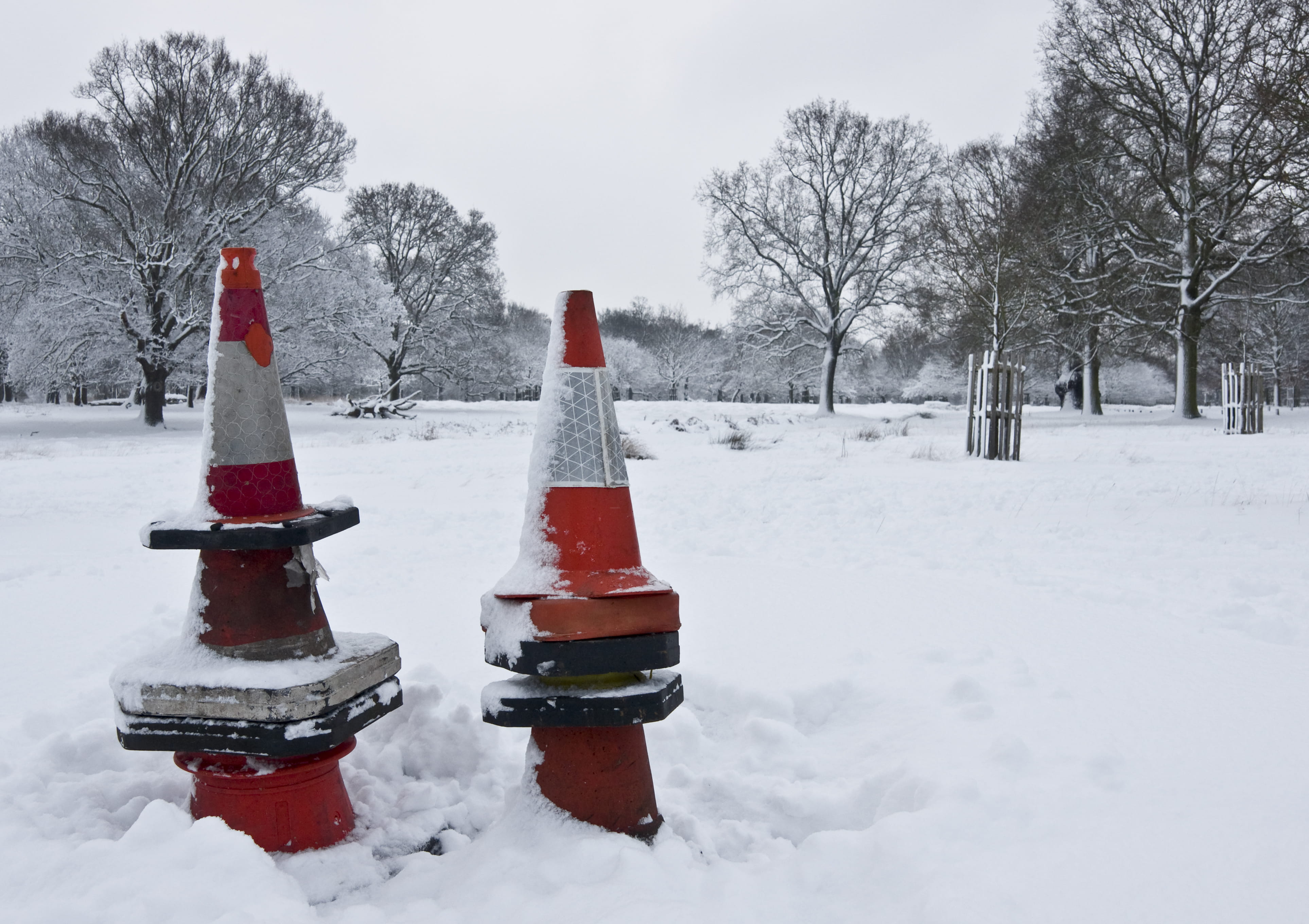 plant, land, snow, outdoors, white color, tranquility, covering, richmond park, cones, frozen, snowing, winter, day, non-urban scene, snowcapped mountain, HD Wallpaper