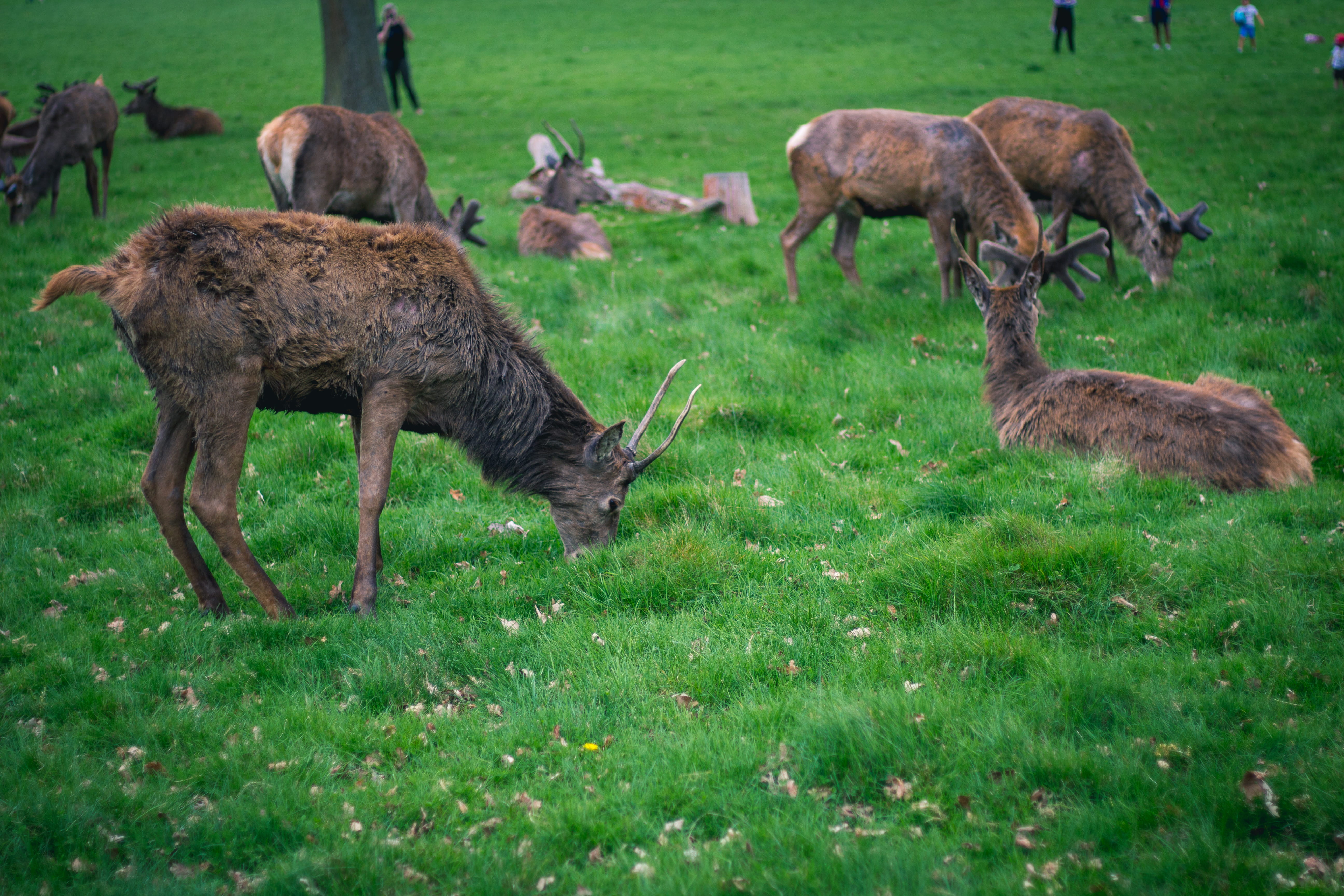 land, richmond park, outdoors, united kingdom, day, animal, animal family, grazing, deers, green color, animals, group of animals, doe, uk, richmond, animals in the wild, HD Wallpaper