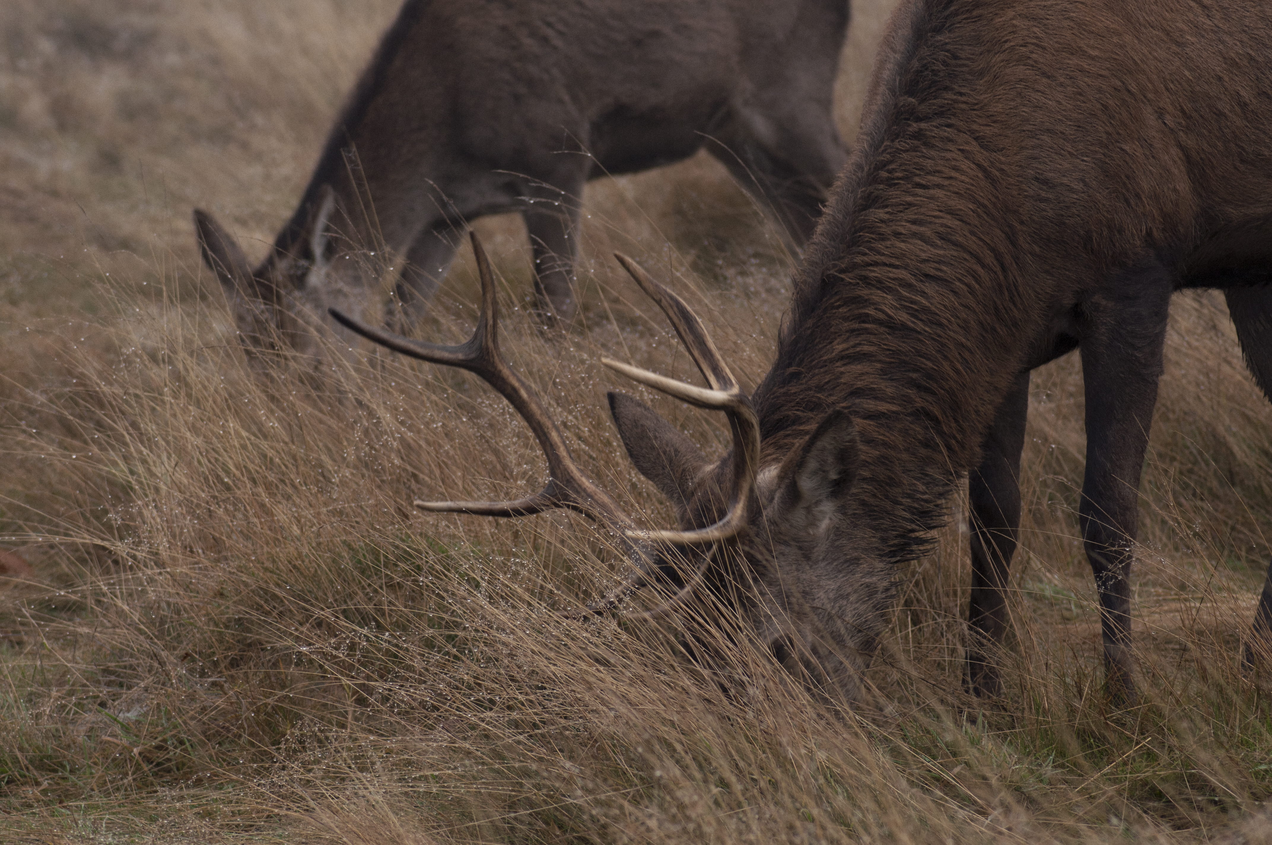 grazing, red deers, agriculture, one animal, mammal, winter, aggression, nature, red deer, wildlife, richmond park, animals in the wild, horned, no people, HD Wallpaper