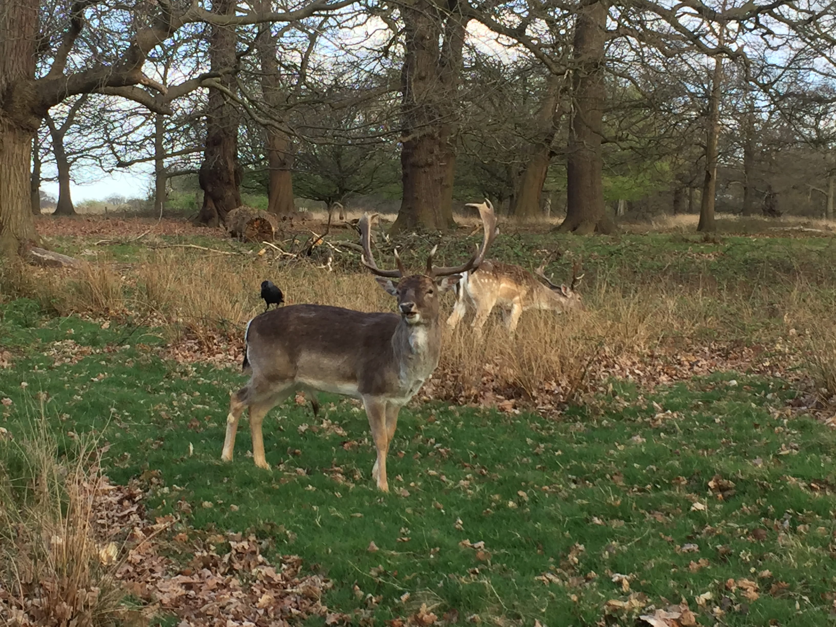 tree, deer, land, nature, united kingdom, day, grass, fawn, no people, 2K, forest, outdoors, vertebrate, field, plant, growth, herbivorous, richmond, mammal, HD Wallpaper