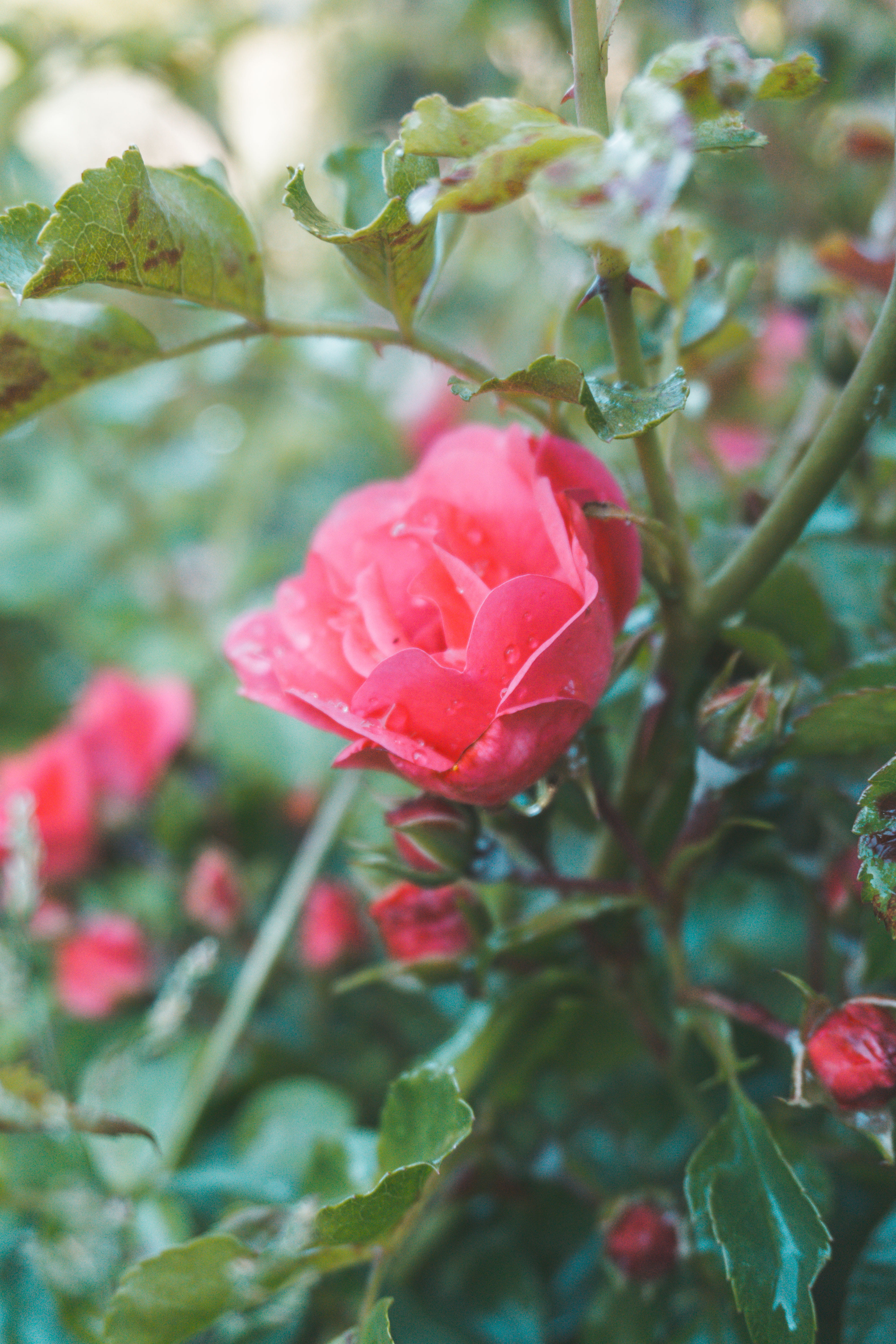 dampflowers, flowers, rose - flower, 5K, no people, dew, fragility, inflorescence, growth, roses, flower head, flower, leaf, nature, freshness, close-up, Phone HD Wallpaper