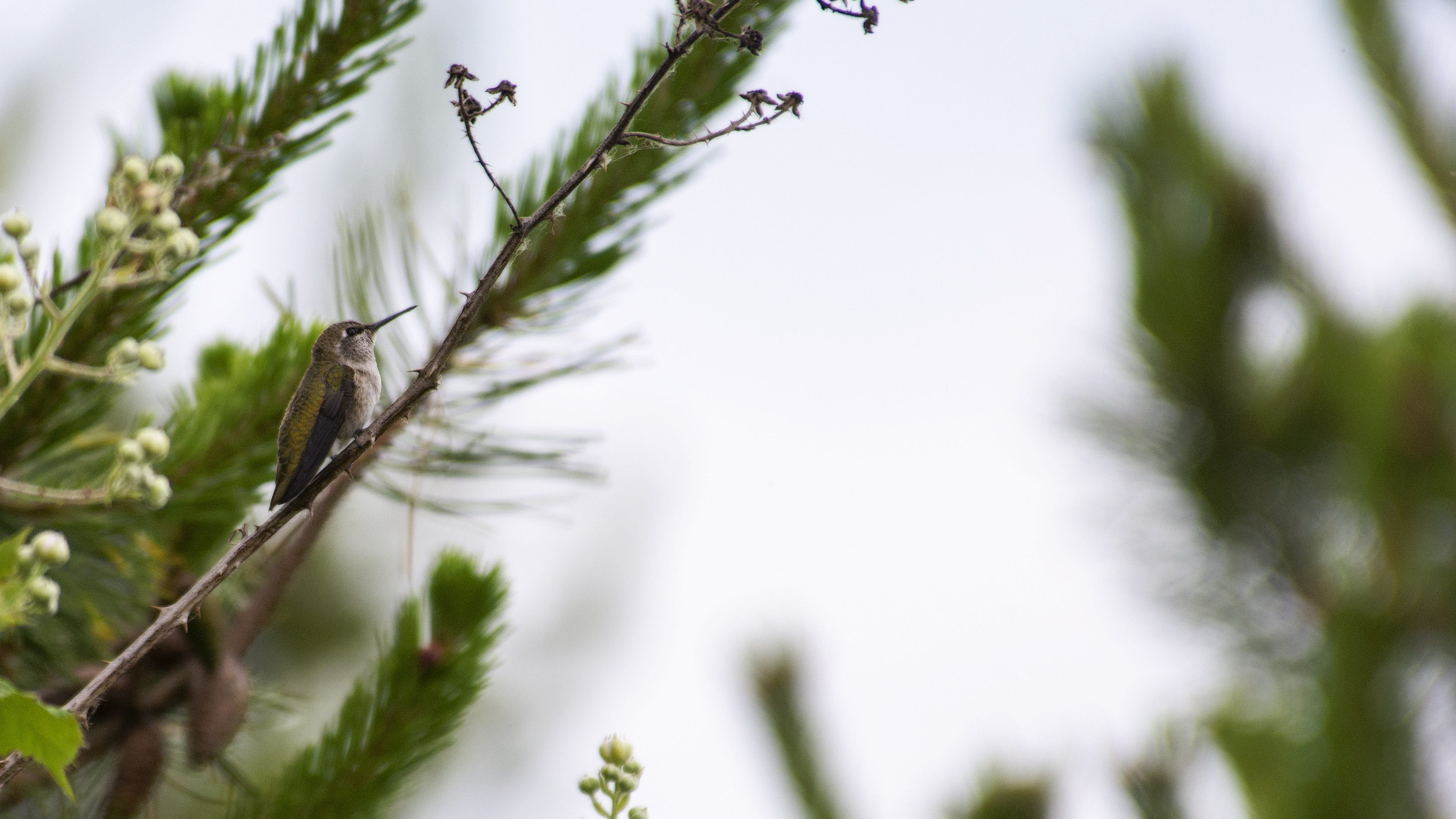 focus on foreground, fir tree, bushes, nature, park, perched, plant part, wildlife, canada, freshness, outdoors, bird, richmond, leaf, anas hummingbird, HD Wallpaper