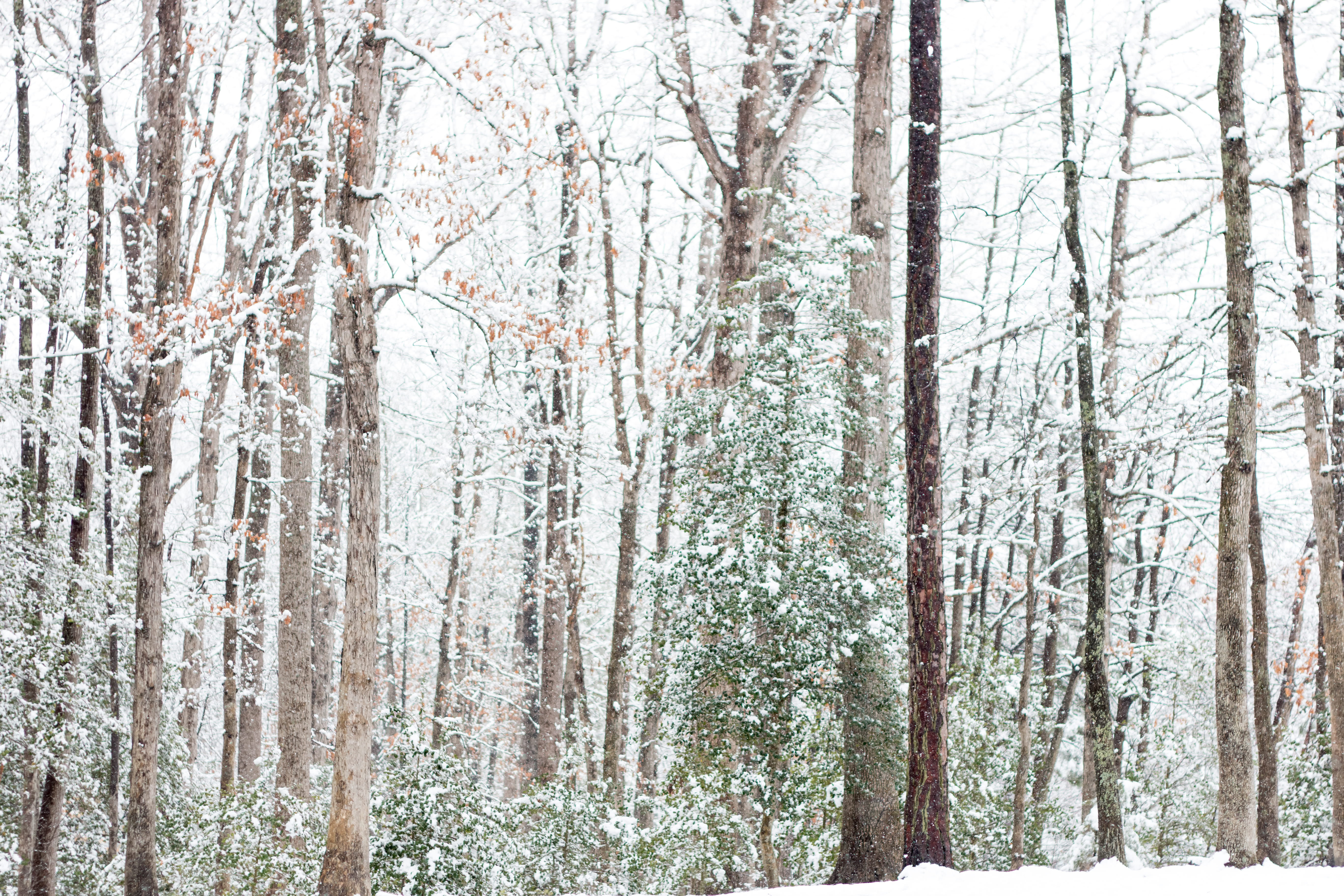pine woodland, day, 5K, trunk, snowy, no people, winter, rockwood park, tranquil scene, tree, tree trunk, non-urban scene, snow, cold temperature, trees, HD Wallpaper