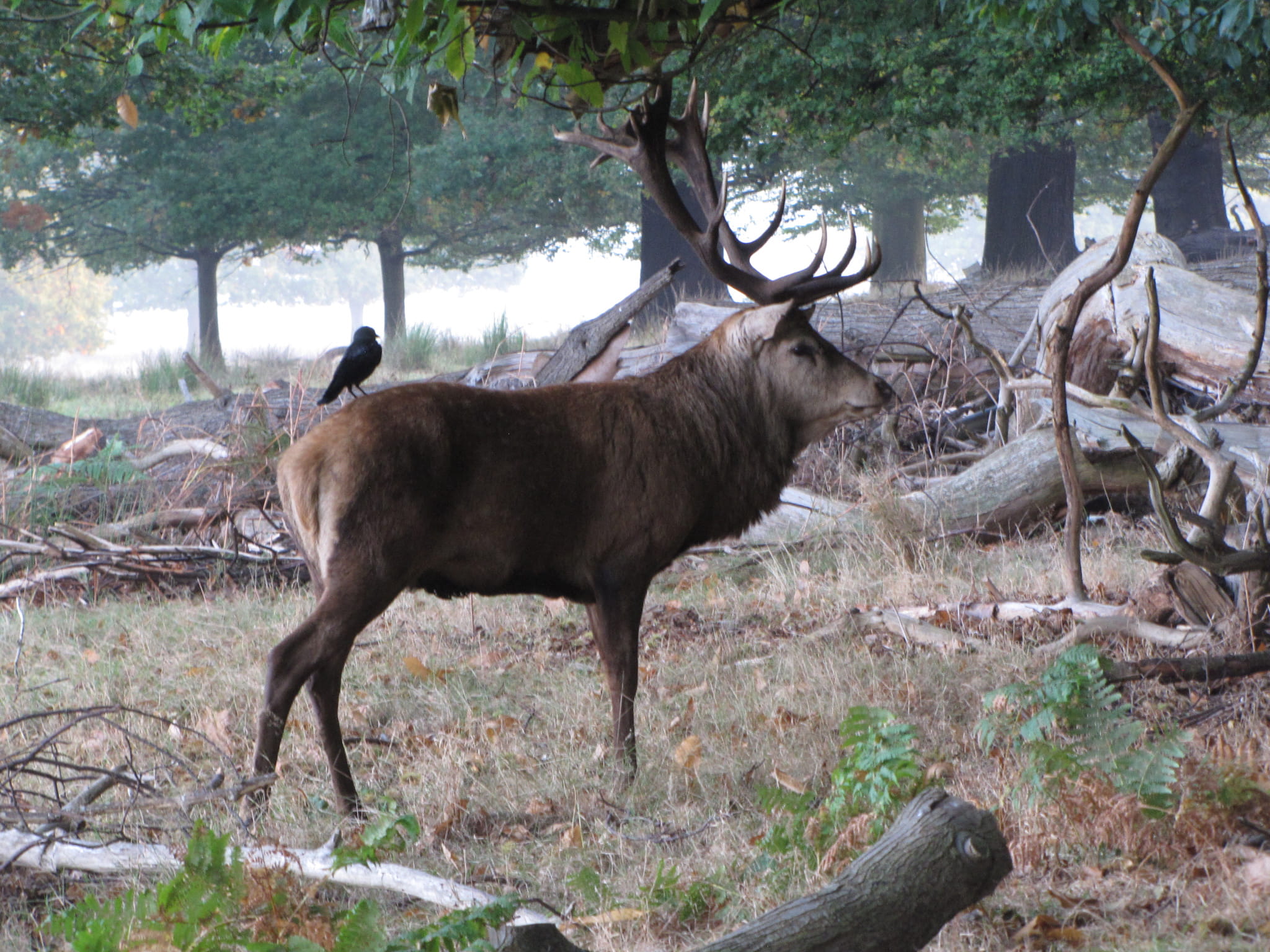 no people, forest, plant, outdoors, field, animals in the wild, horned, richmond park, animal themes, animal wildlife, tree, united kingdom, richmond, mammal, HD Wallpaper