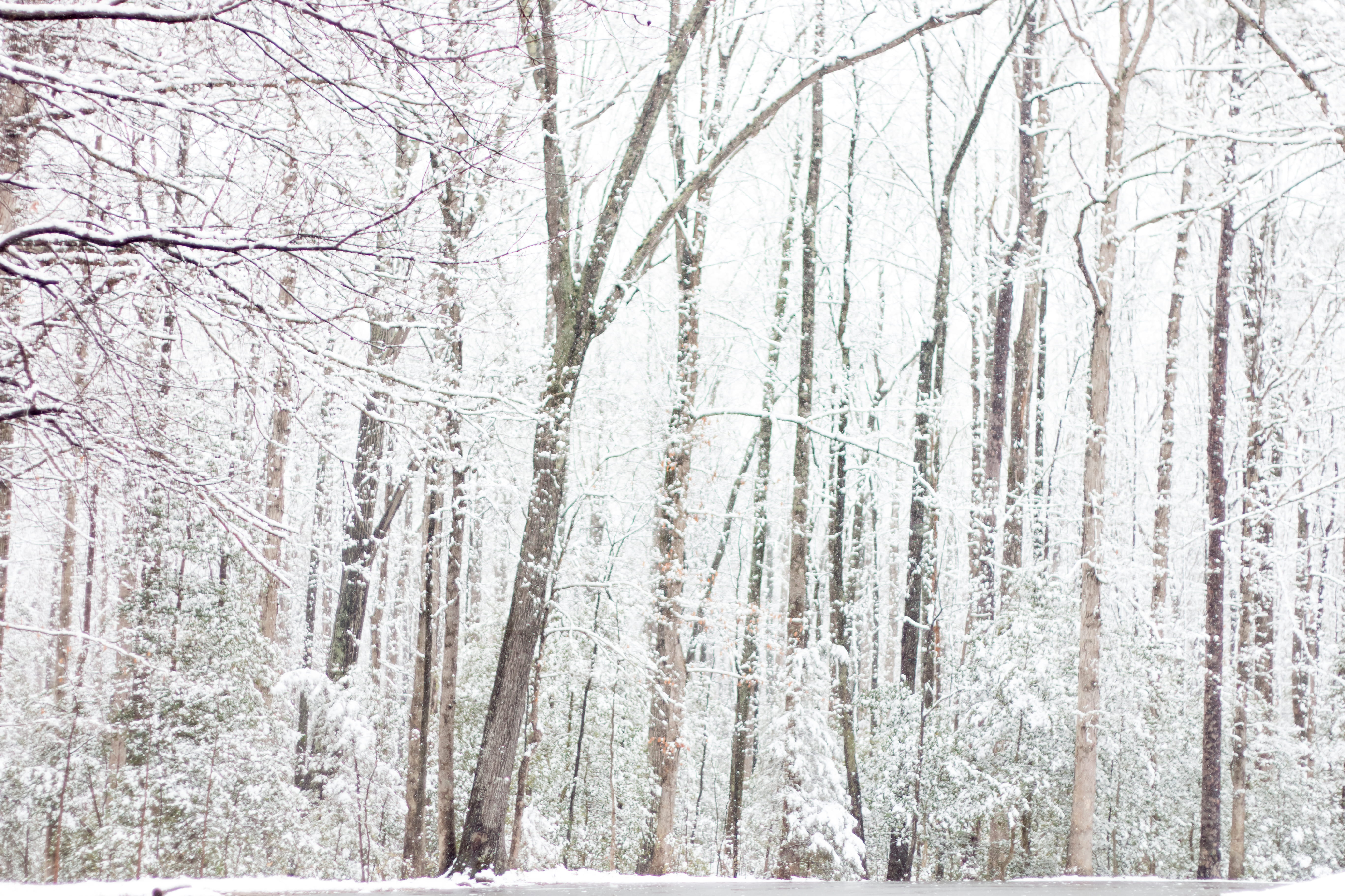 trunk, 5K, outdoors, snow, trees, scenics - nature, plant, rockwood park, snowy, cold temperature, tranquil scene, tranquility, richmond, bare tree, woods, HD Wallpaper
