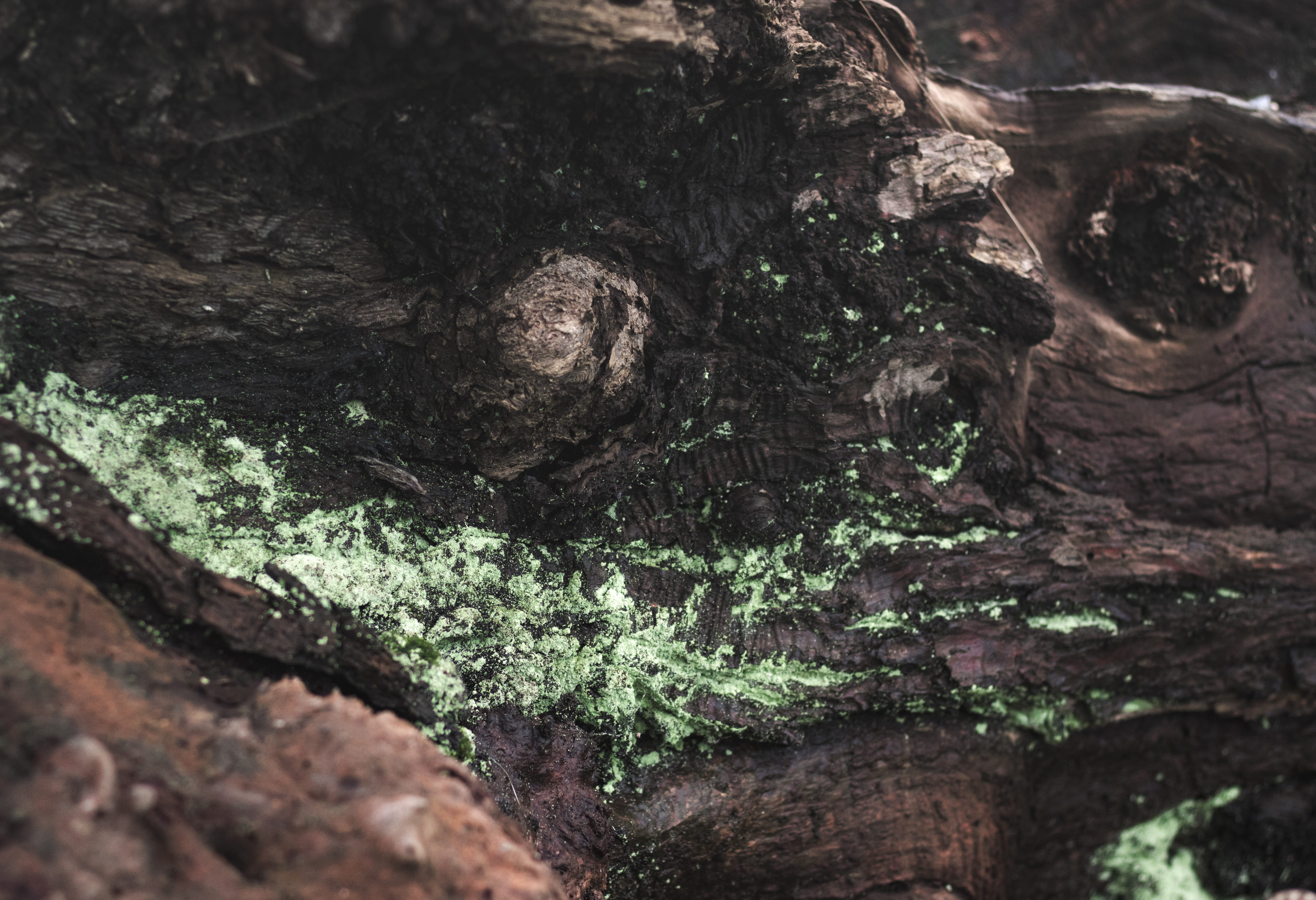 land, natural, ocean, cool, tranquility, molds, surface, backgrounds, lonodon, tree trunk, u.k, winter, growth, sea, moss, textured, water, close-up, wood, HD Wallpaper