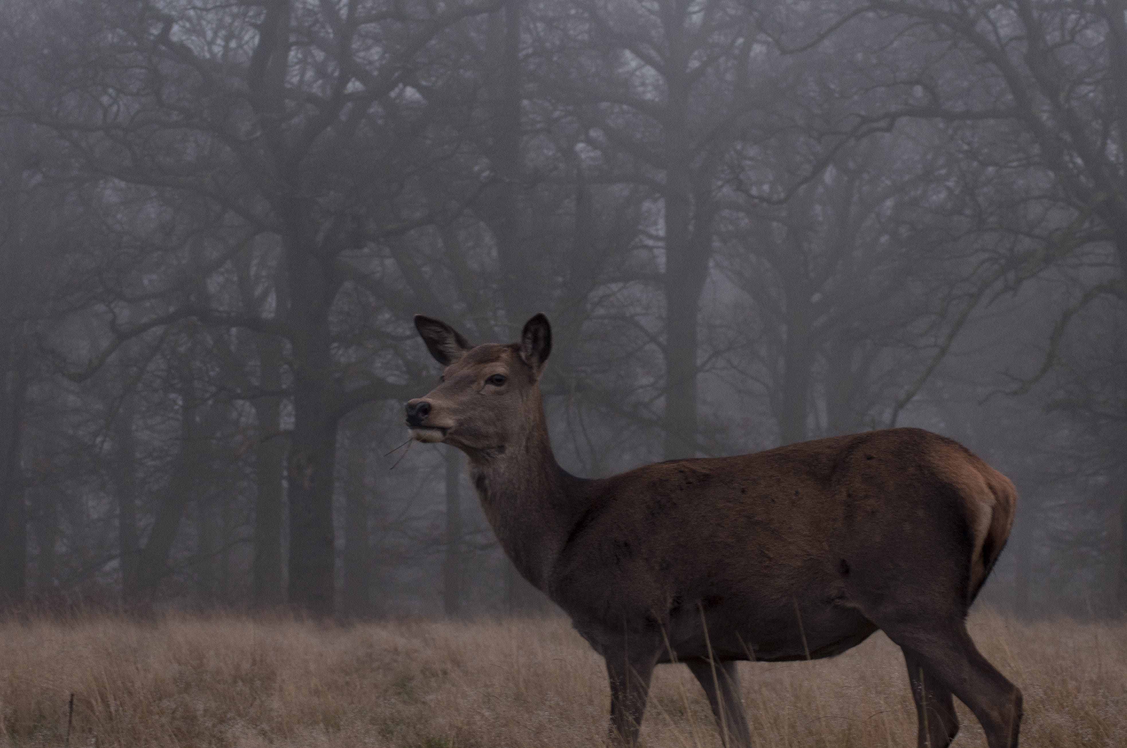 uk, standing, united kingdom, richmondpark, 4K, trees, tree, grass, land, mammal, fog, animals in the wild, red deers, herbivorous, forest, london, animal, HD Wallpaper