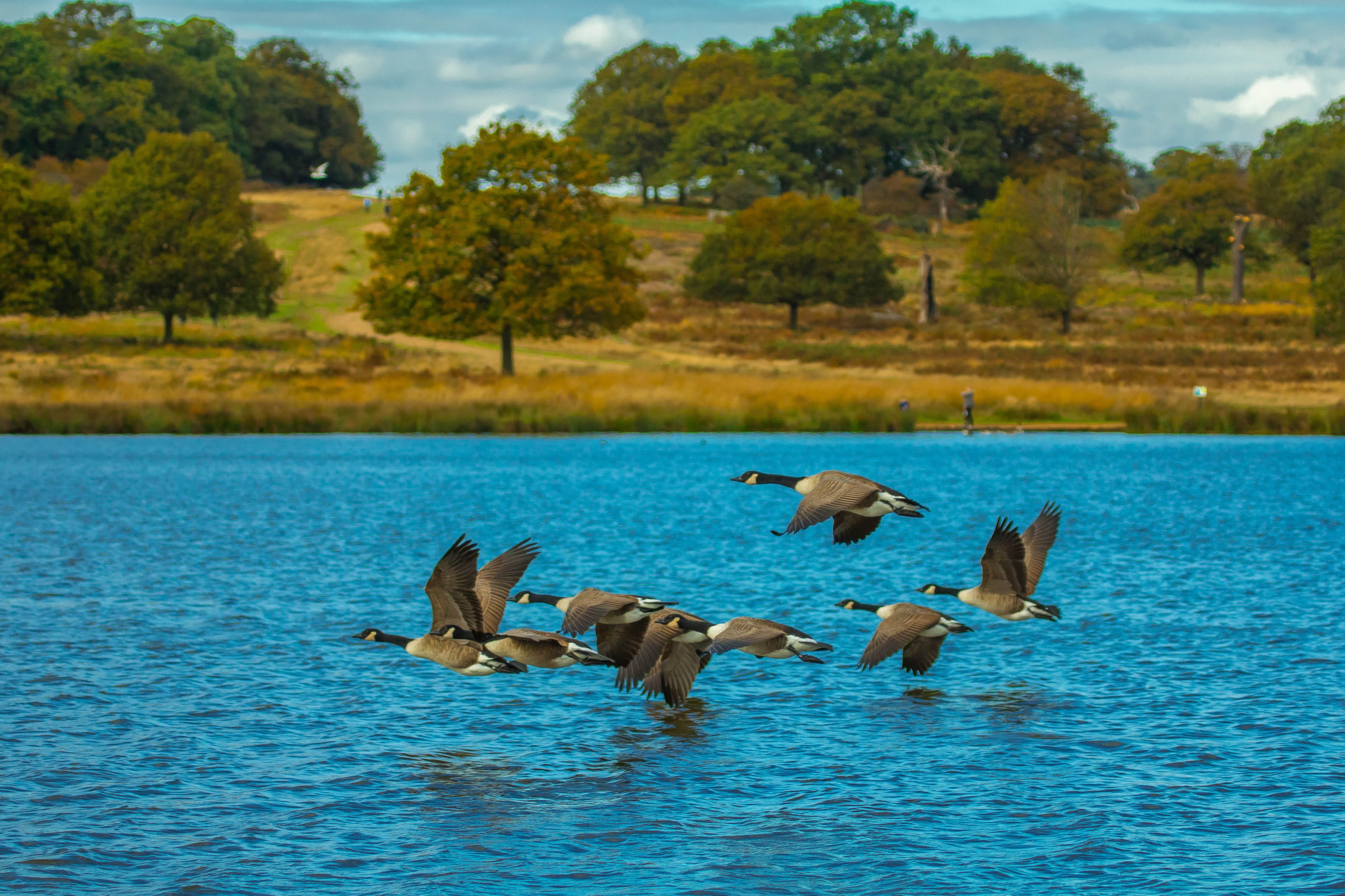 wildlife, animals in the wild, no people, marine, animal themes, vertebrate, mammal, park, lake, migratory, goose, mallard, water, plant, birds, nature, HD Wallpaper