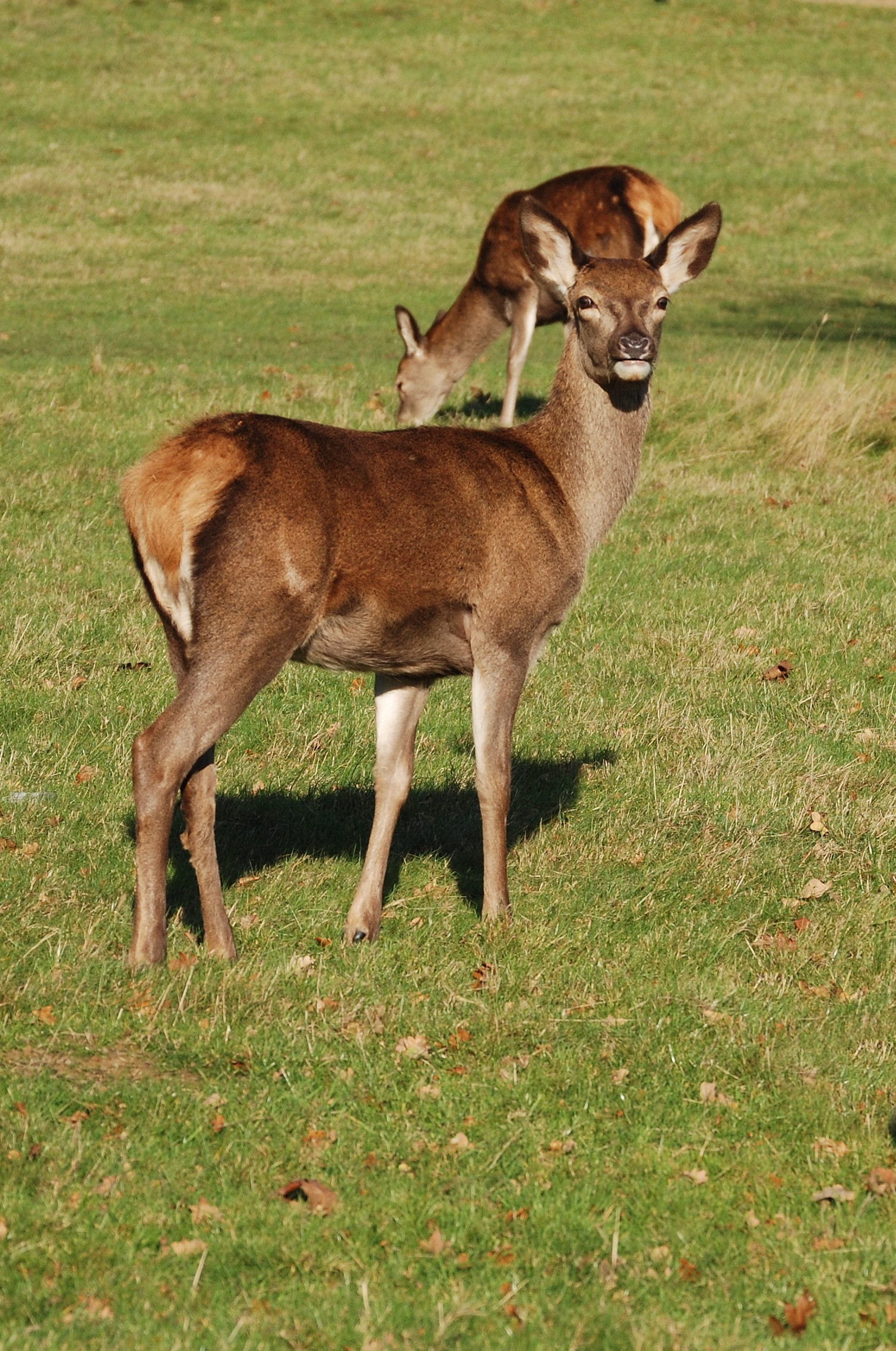 domestic animals, 1080P, mammal, no people, animals in the wild, plant, richmond park, herbivorous, hind, field, full length, animal, grass, domestic, Phone HD Wallpaper