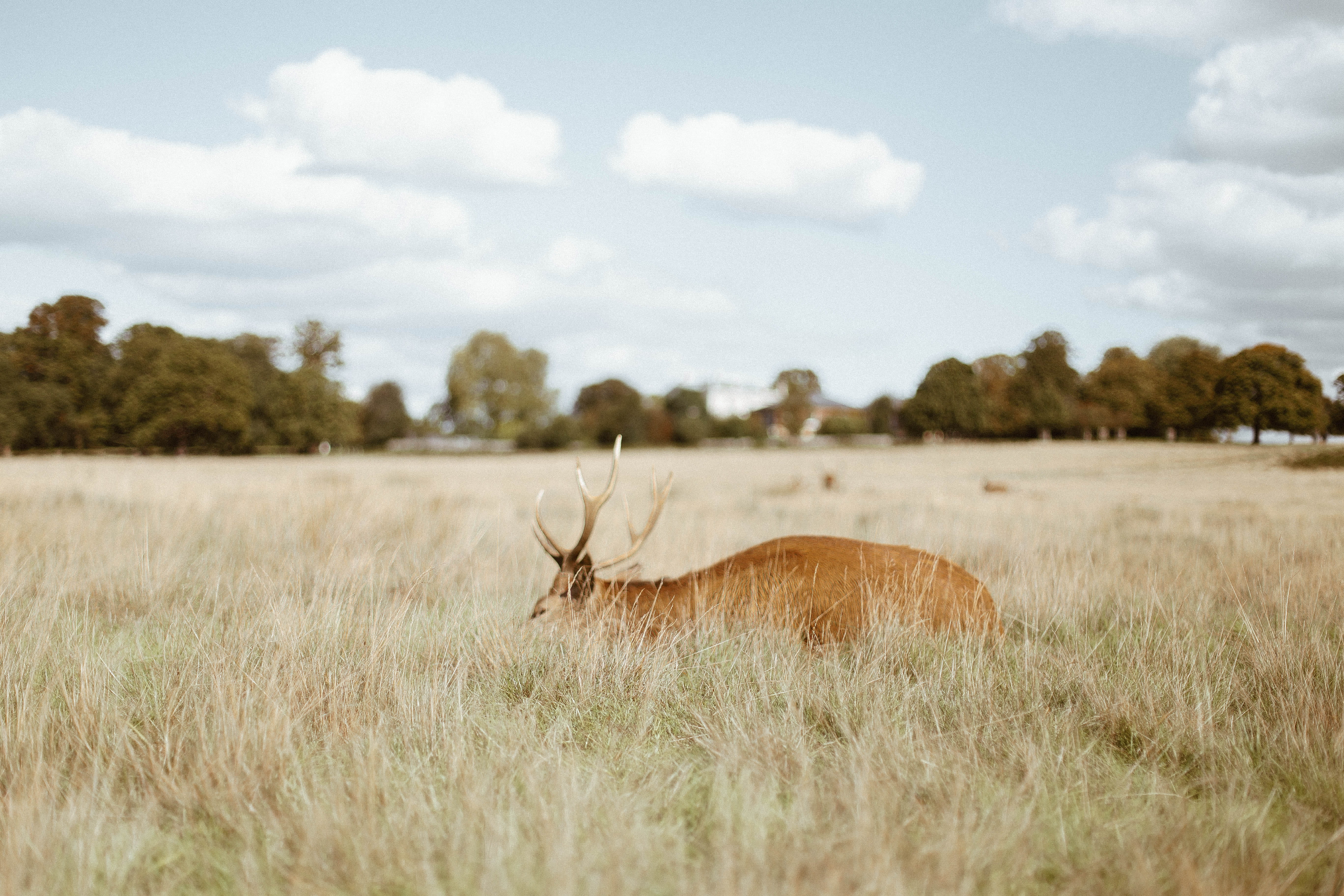 animal themes, mammal, day, animal wildlife, richmond, antelope, grass, gazelle, forest, plant, richmond park, united kingdom, countryside, cloud - sky, HD Wallpaper