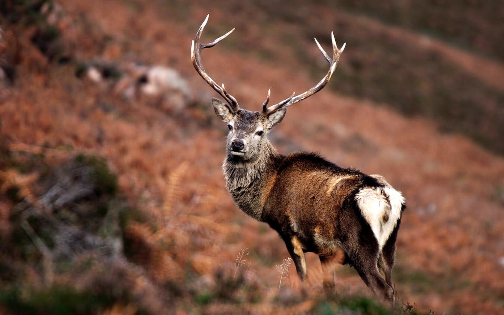 animal wildlife, land, brown, animal, horned, field, mammal, 720P, antler, focus on foreground, one animal, deer, outdoors, white, standing, herbivorous, HD Wallpaper