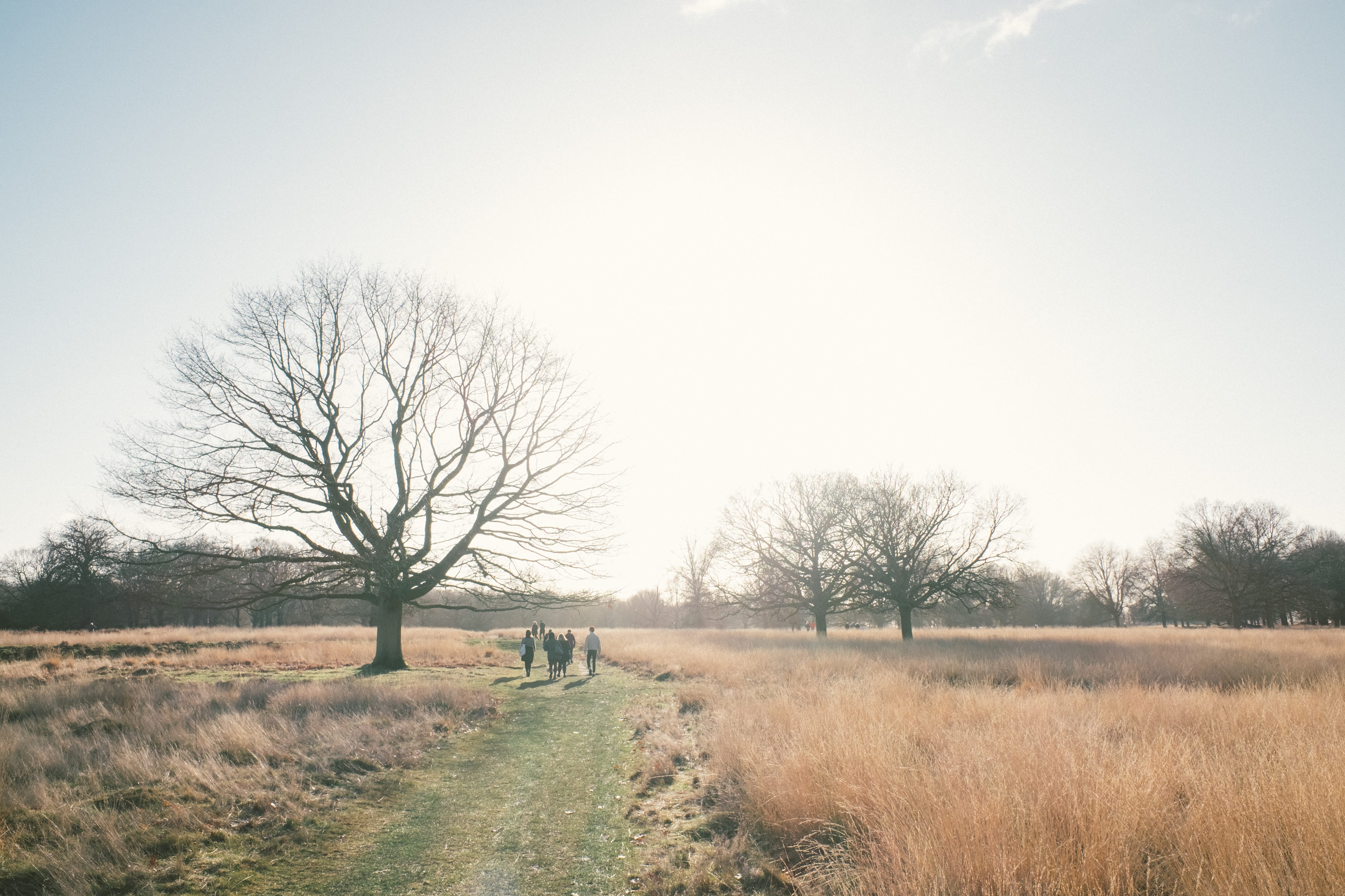 environment, 4K, richmond, london, day, united kingdom, bare tree, land, full length, tree, field, winter, outdoors, tranquility, landscape, plant, grass, HD Wallpaper