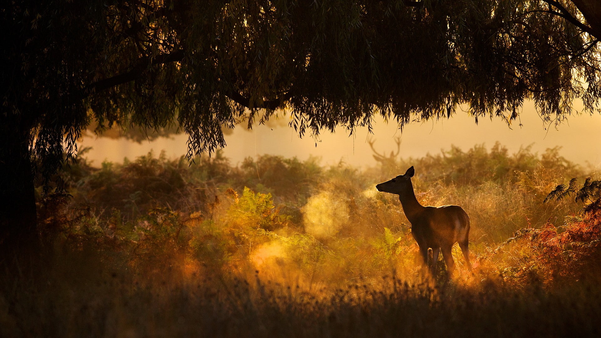 Animal, download, 1080P, forest, Best s, Nature, deer, s, HD Wallpaper