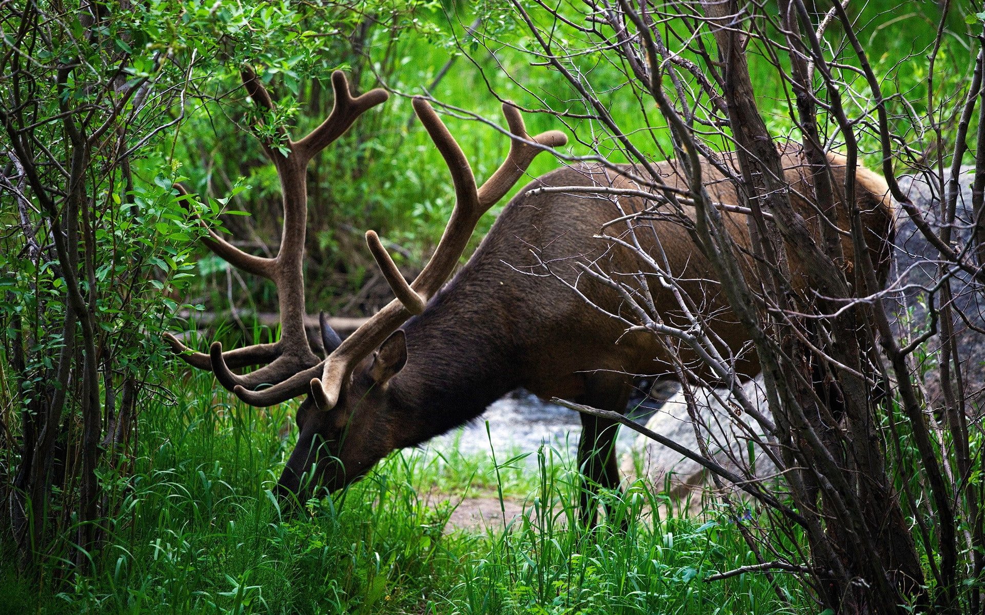 hd, 1920x1200, ultra hd, 1080P, Deer s, animals, deer, HD Wallpaper