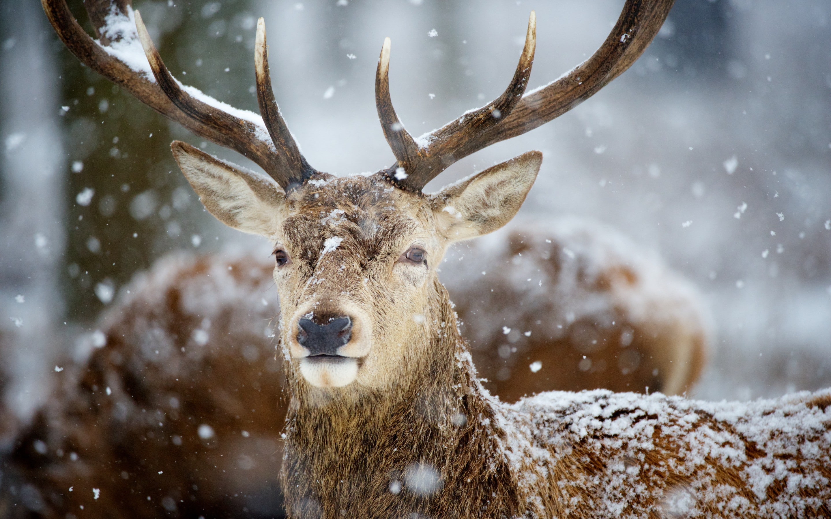 deer, s, 2K, horns, adult, animals, snow, HD Wallpaper