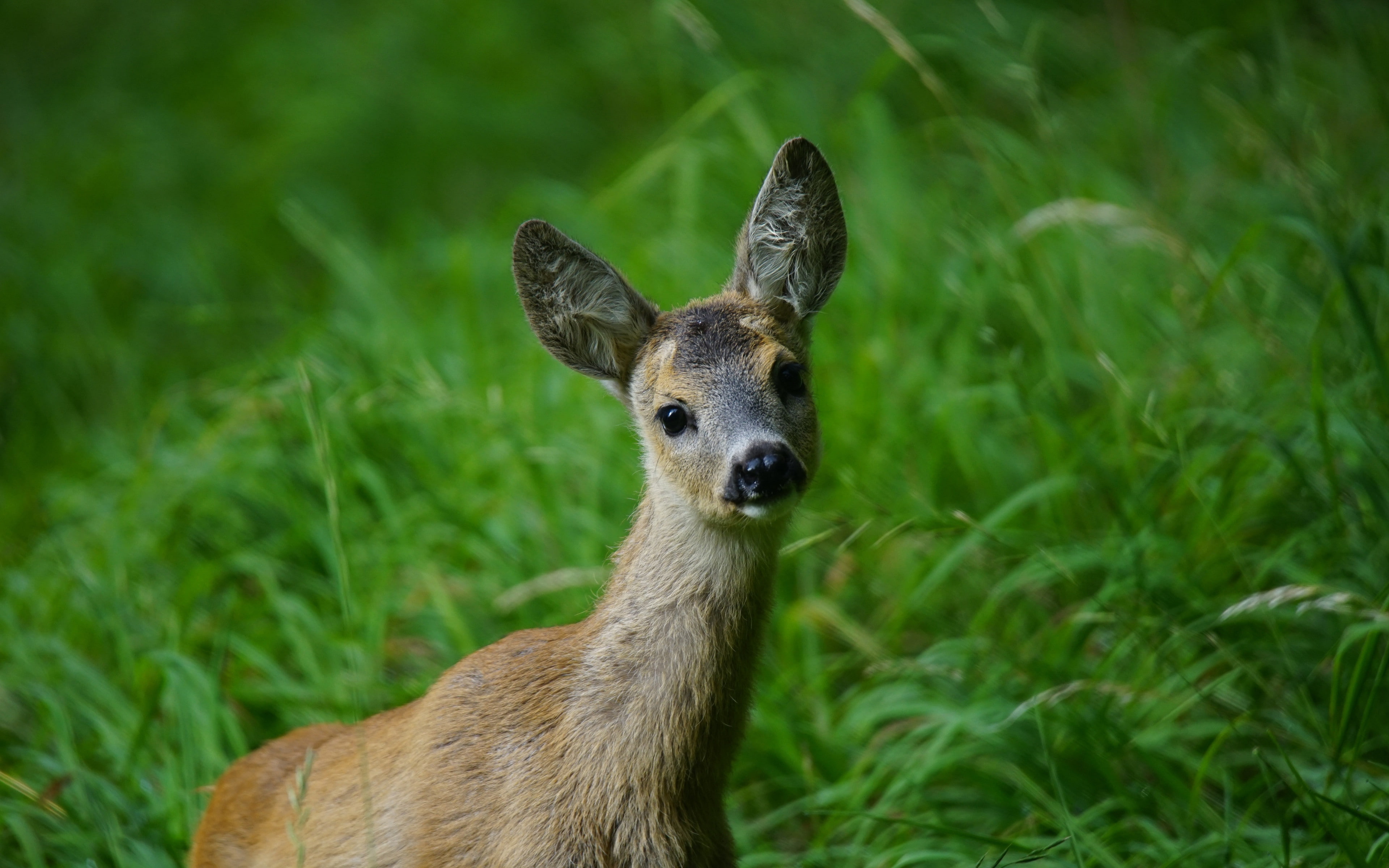 4K, grass, Deer s, young, download 3840x2400 deer, muzzle backgrounds, HD Wallpaper