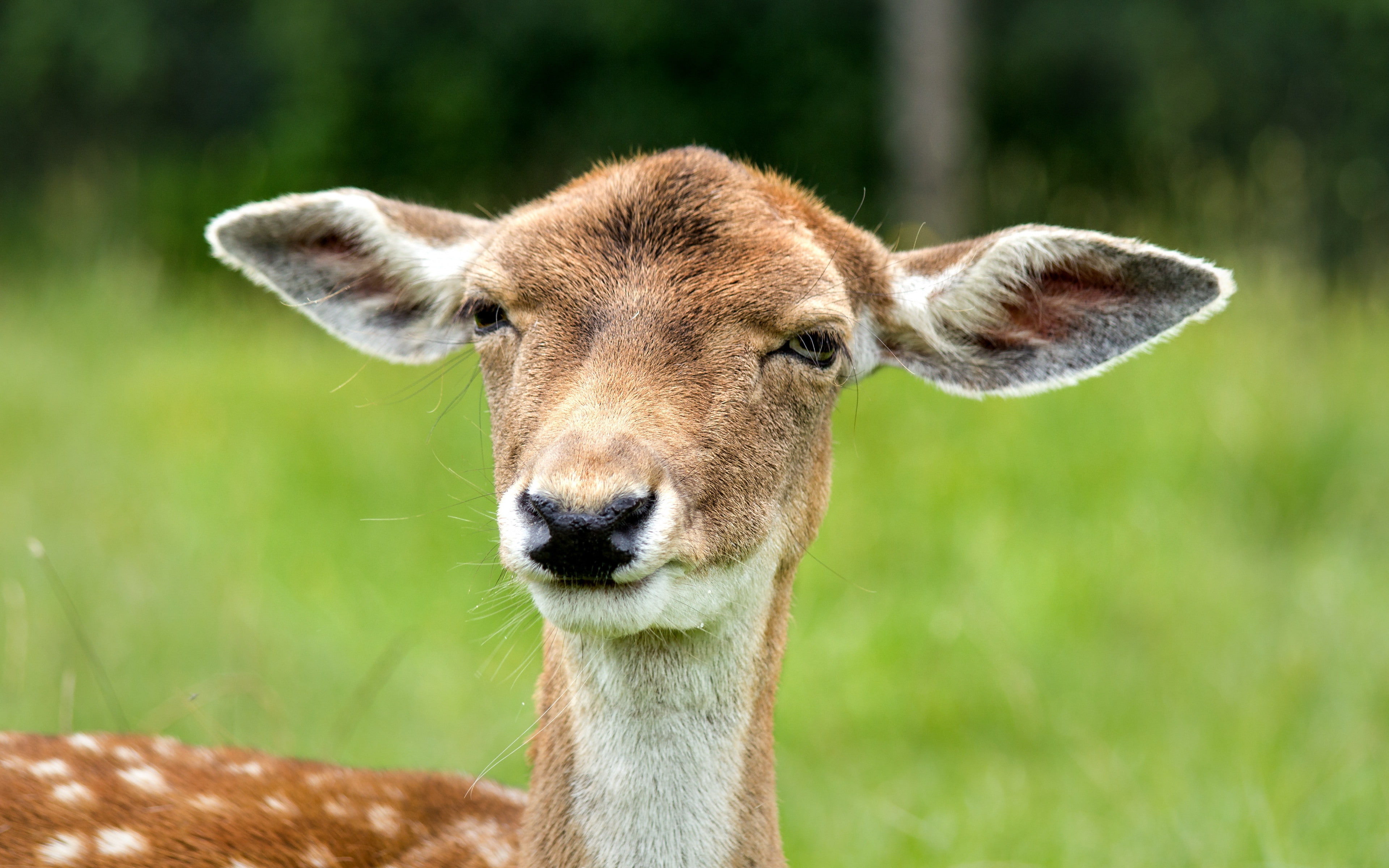 eyes, 4K, ears, Deer s, face backgrounds, HD Wallpaper