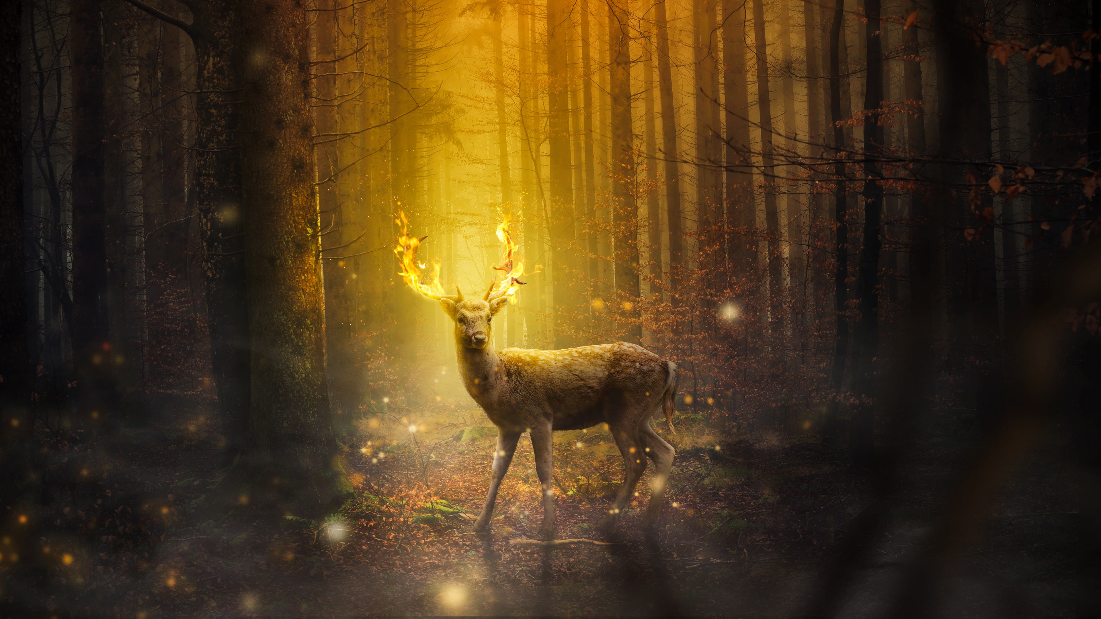 4K, Fire, Forest, Deer, 4K, Autumn, HD Wallpaper
