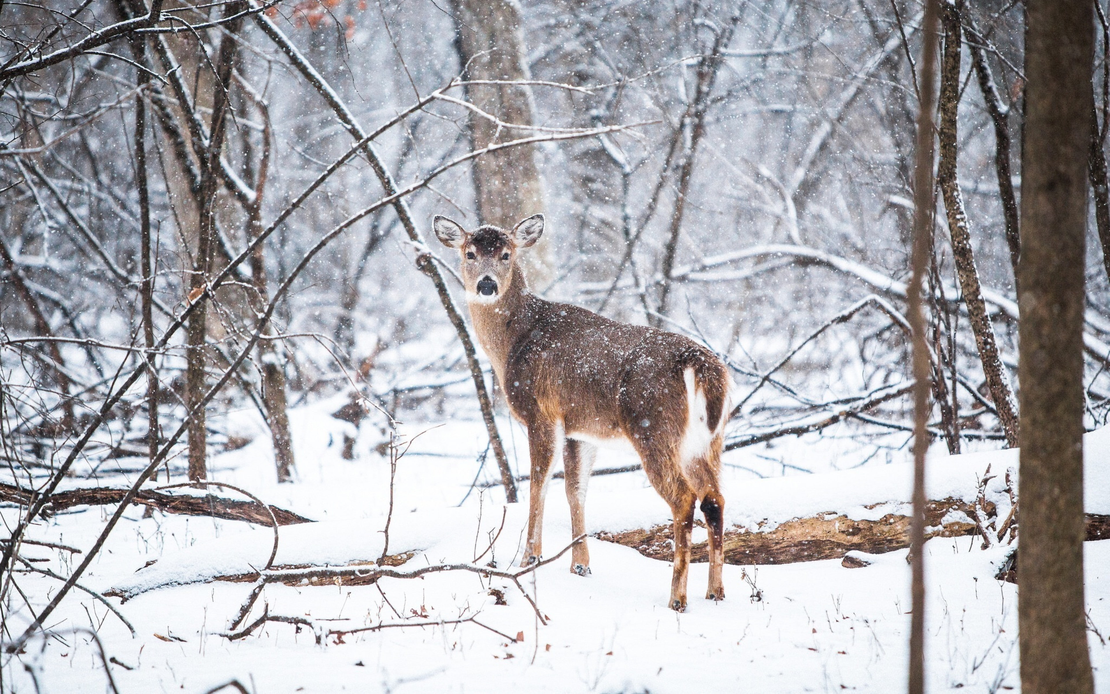 snow, trees, Deer s, download 3840x2400 deer, 4K, forest backgrounds, HD Wallpaper