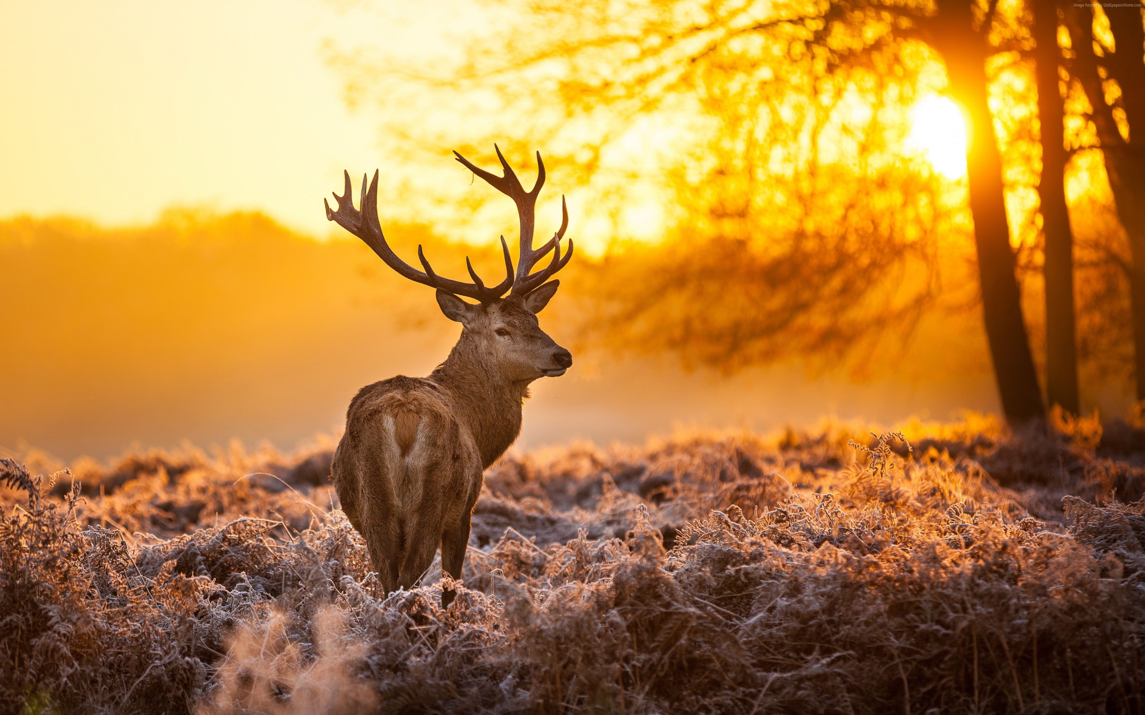 sun, winter, wild, 4k, yellow, 4K, Deer, nature, HD Wallpaper
