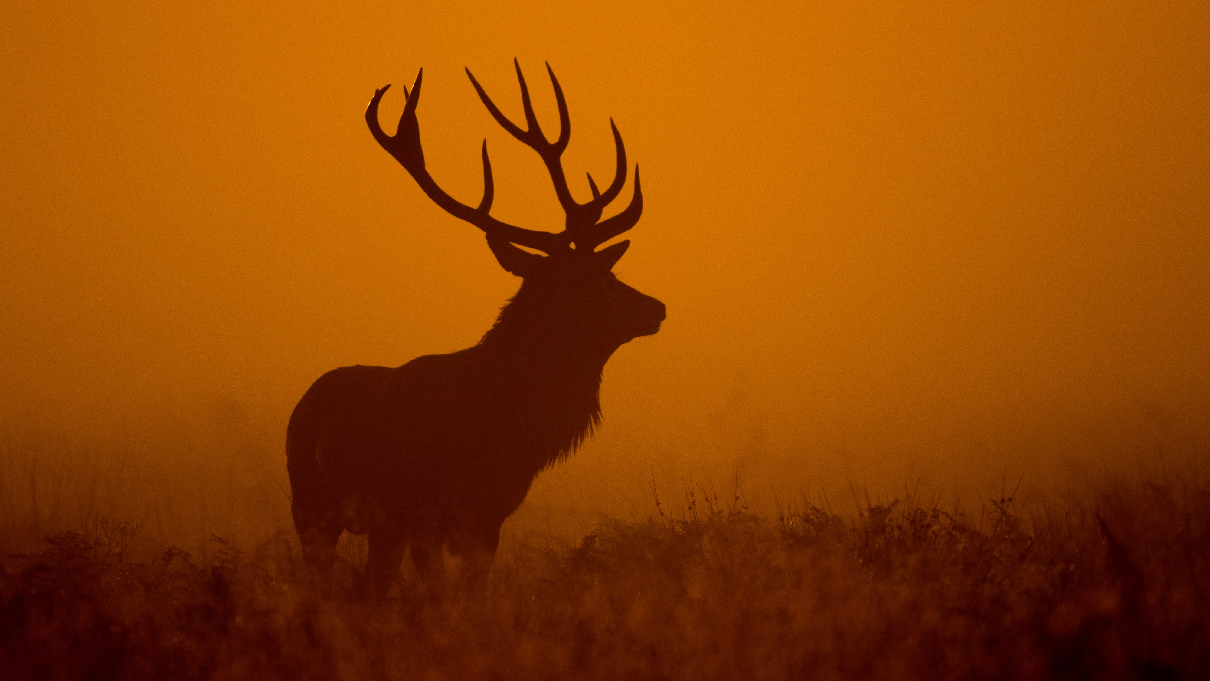 4K, 4K, Dawn, Silhouette, Deer, HD Wallpaper