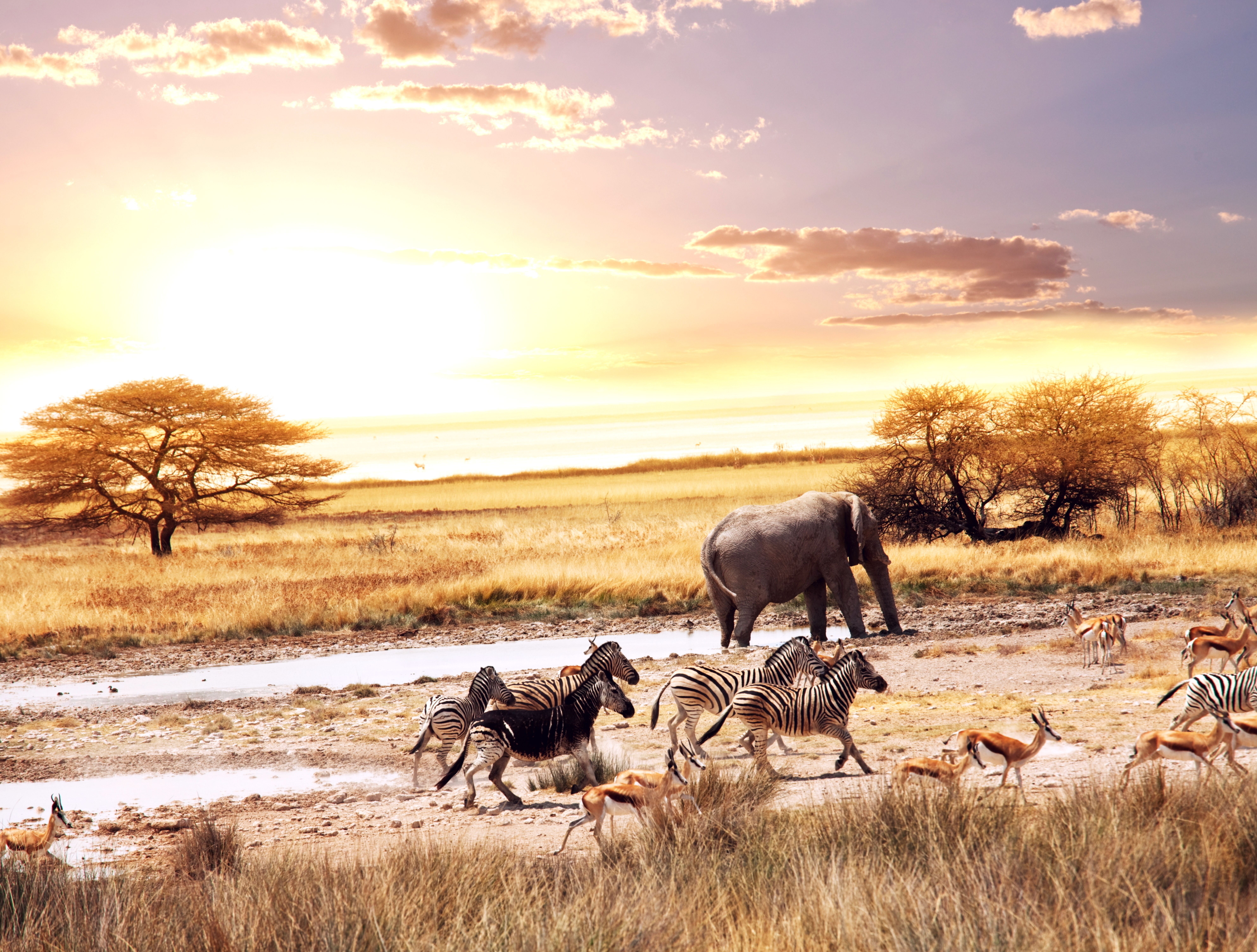 different, breed, herd, animals, 8K, African Elephants, 8K, Zebras, Deers, African Savanna, 4K, HD Wallpaper