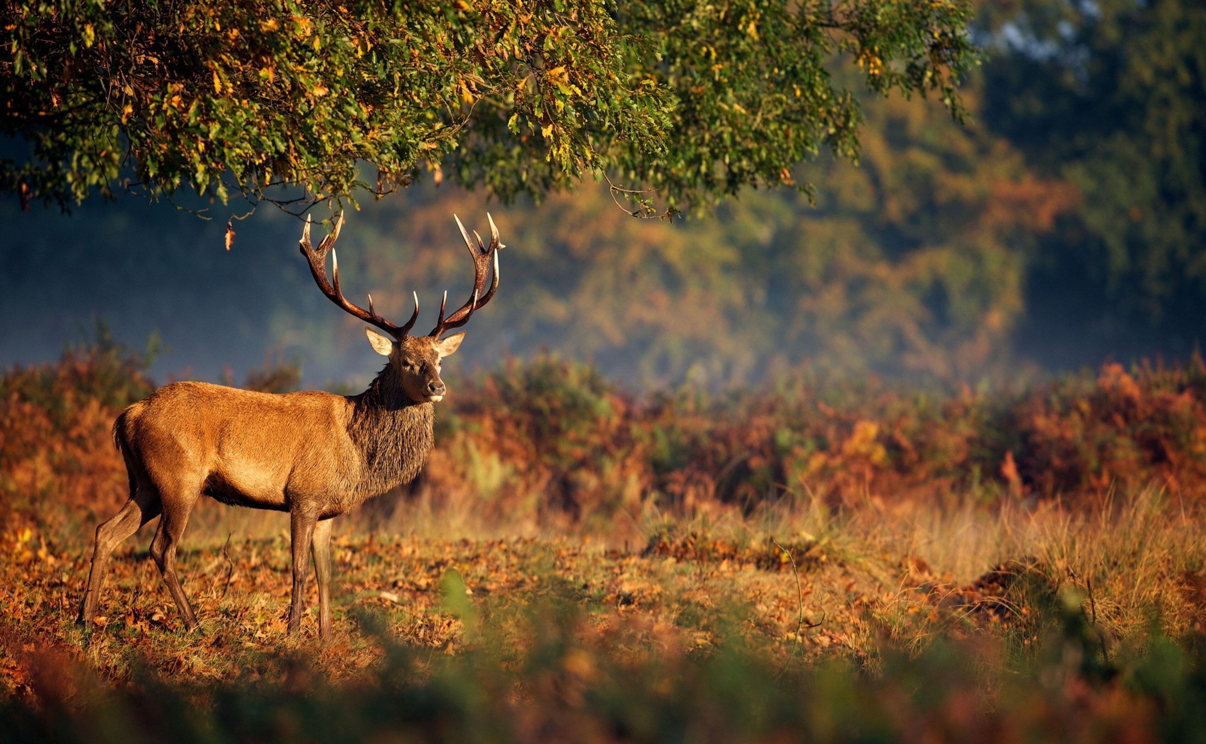 full length, animals in the wild, outdoors, vertebrate, mammal, animal, tree, one animal, deer, stag, herbivorous, 4K, deer 4k new, standing, nature, no people, HD Wallpaper