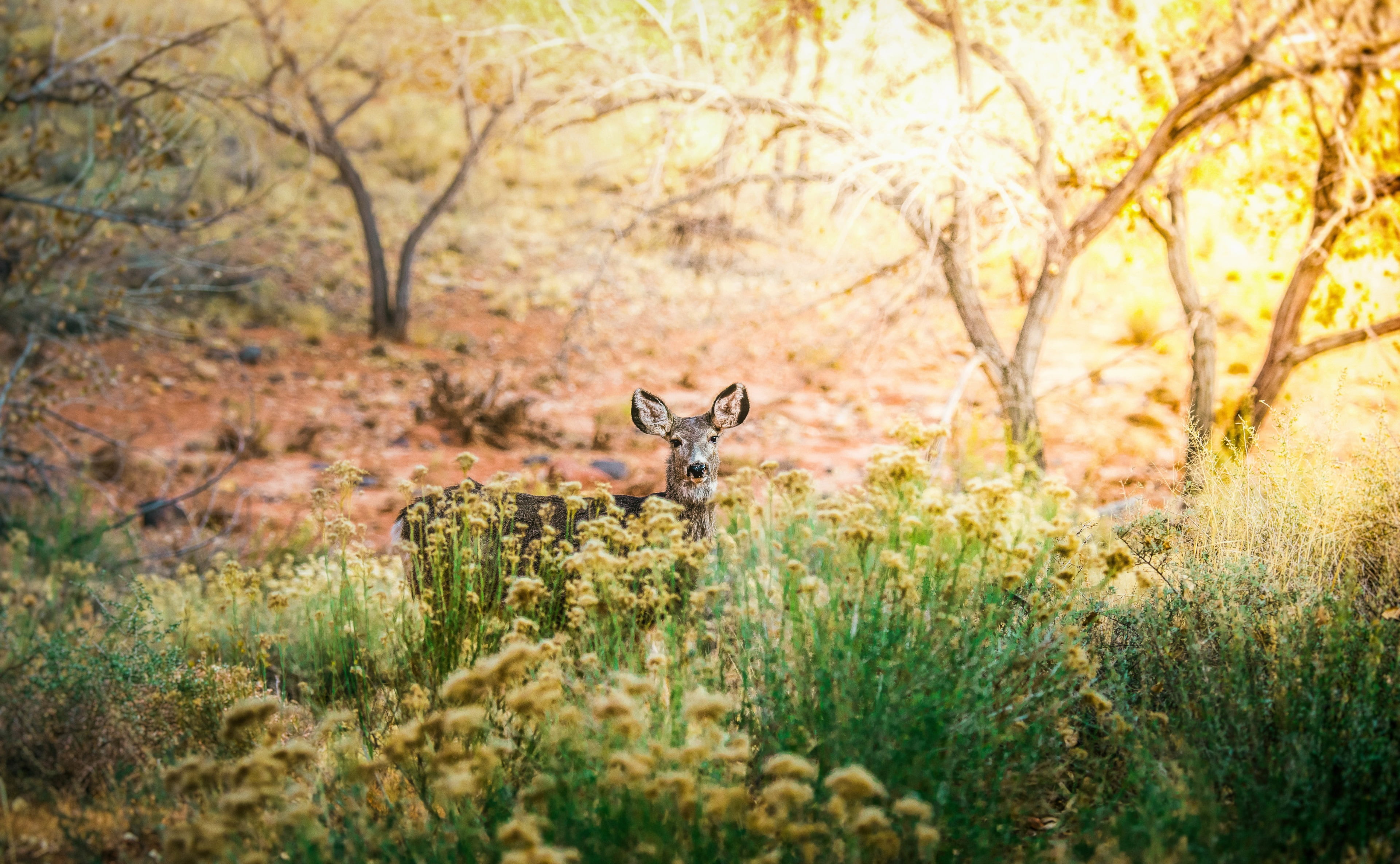 plant, no people, selective focus, mammal, one animal, outdoors, animal, deer 4k image hd, land, animal wildlife, animals in the wild, woodland, day, vertebrate, HD Wallpaper