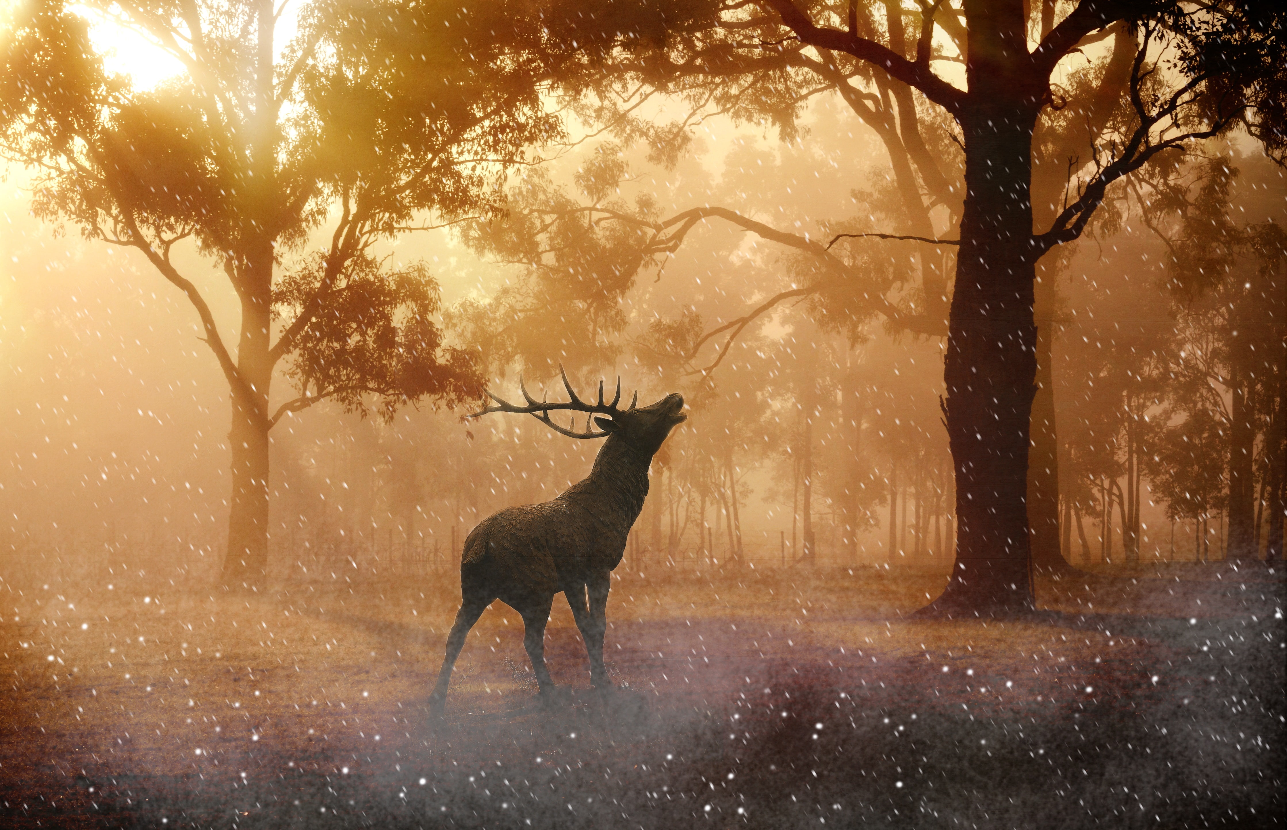 Sun light, hour, Forest, digital, golden, deer, Red deer, inside, 4K, 4K, HD Wallpaper