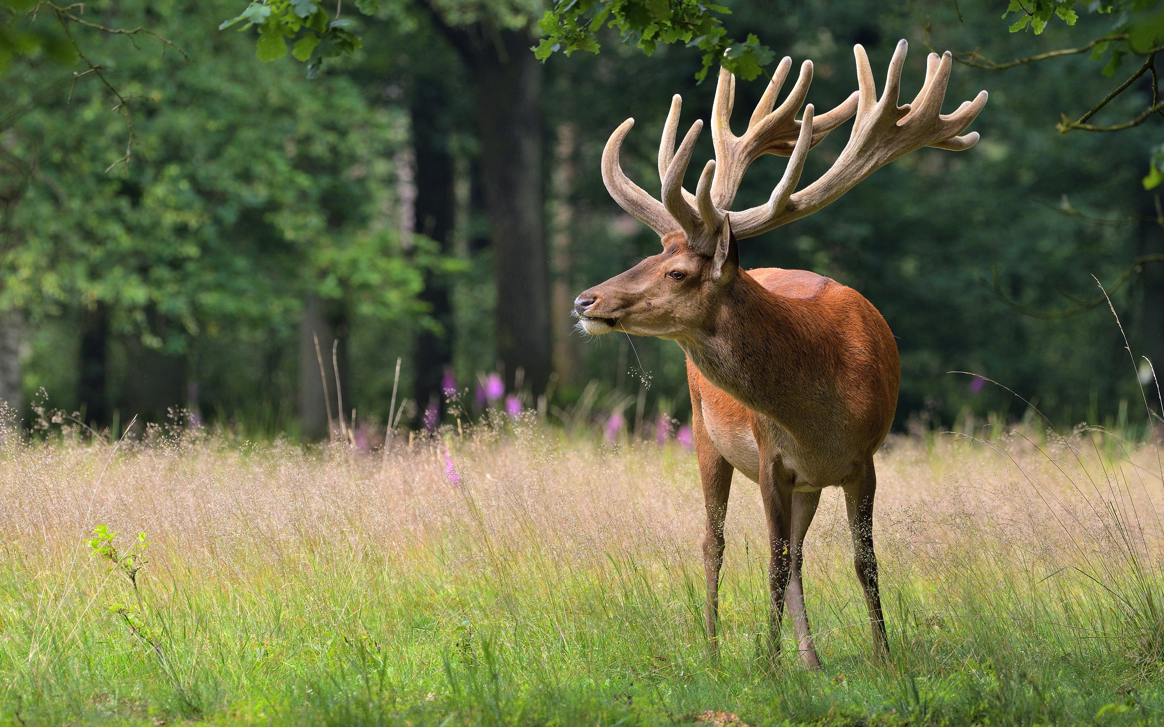 outdoors, land, animal themes, herbivorous, moose, vertebrate, field, nature, animals, hd, 4k, no people, one animal, animals in the wild, male animal, HD Wallpaper