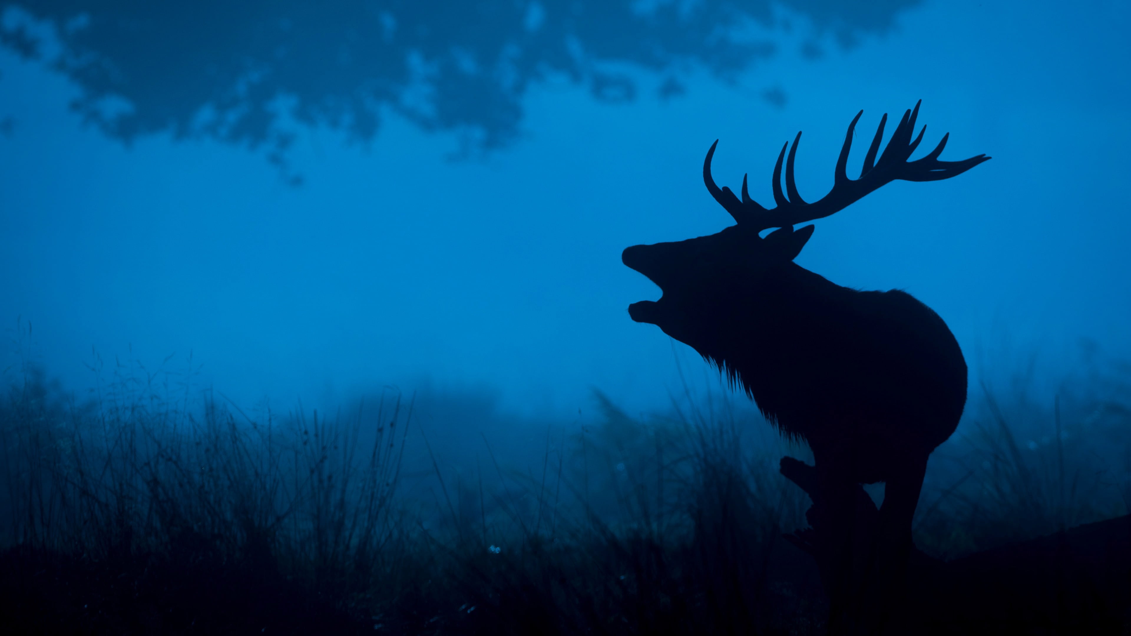 animals in the wild, deer, tree, 4K, full length, animal, animal wildlife, one animal, land, dusk, nature, silhouette, forest, no people, animals, mammal, HD Wallpaper