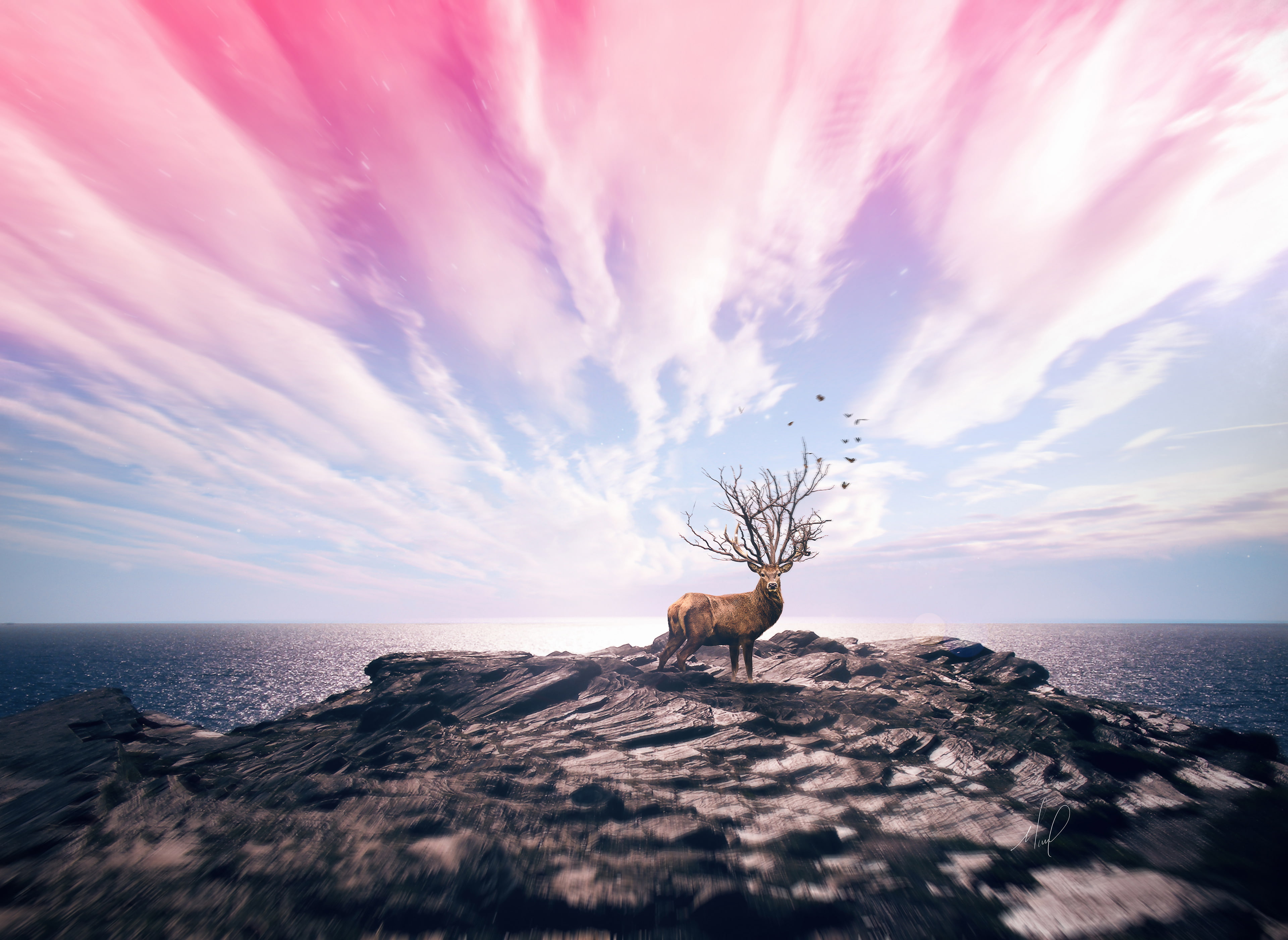 4K, 4K, Deer, HD, Cliff, Sea, HD Wallpaper